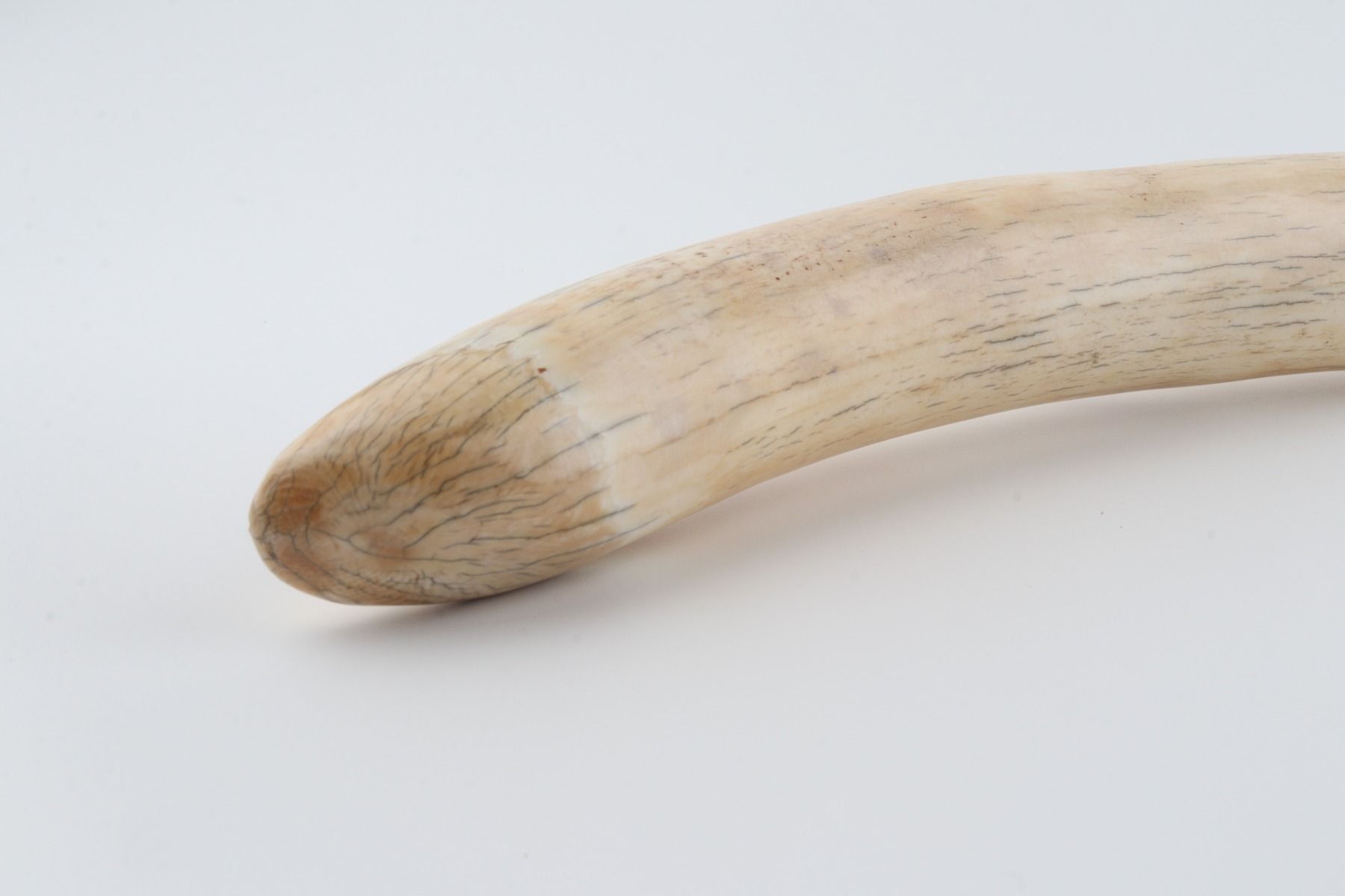 Natural mammoth tusk tip