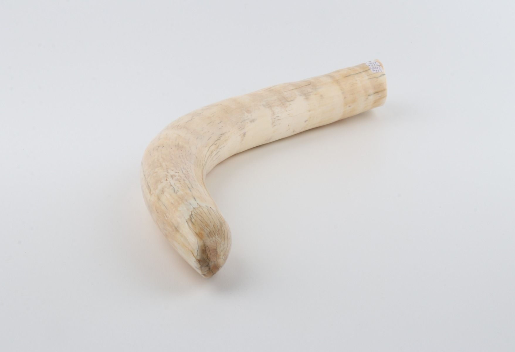 Natural mammoth tusk tip