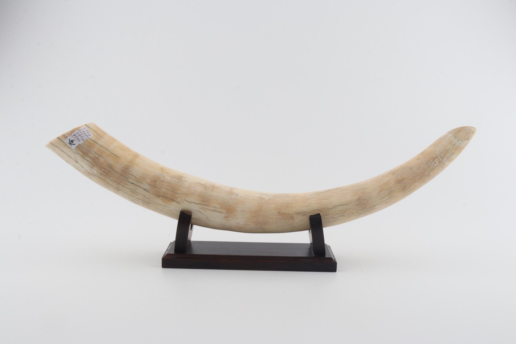 Natural mammoth tusk tip