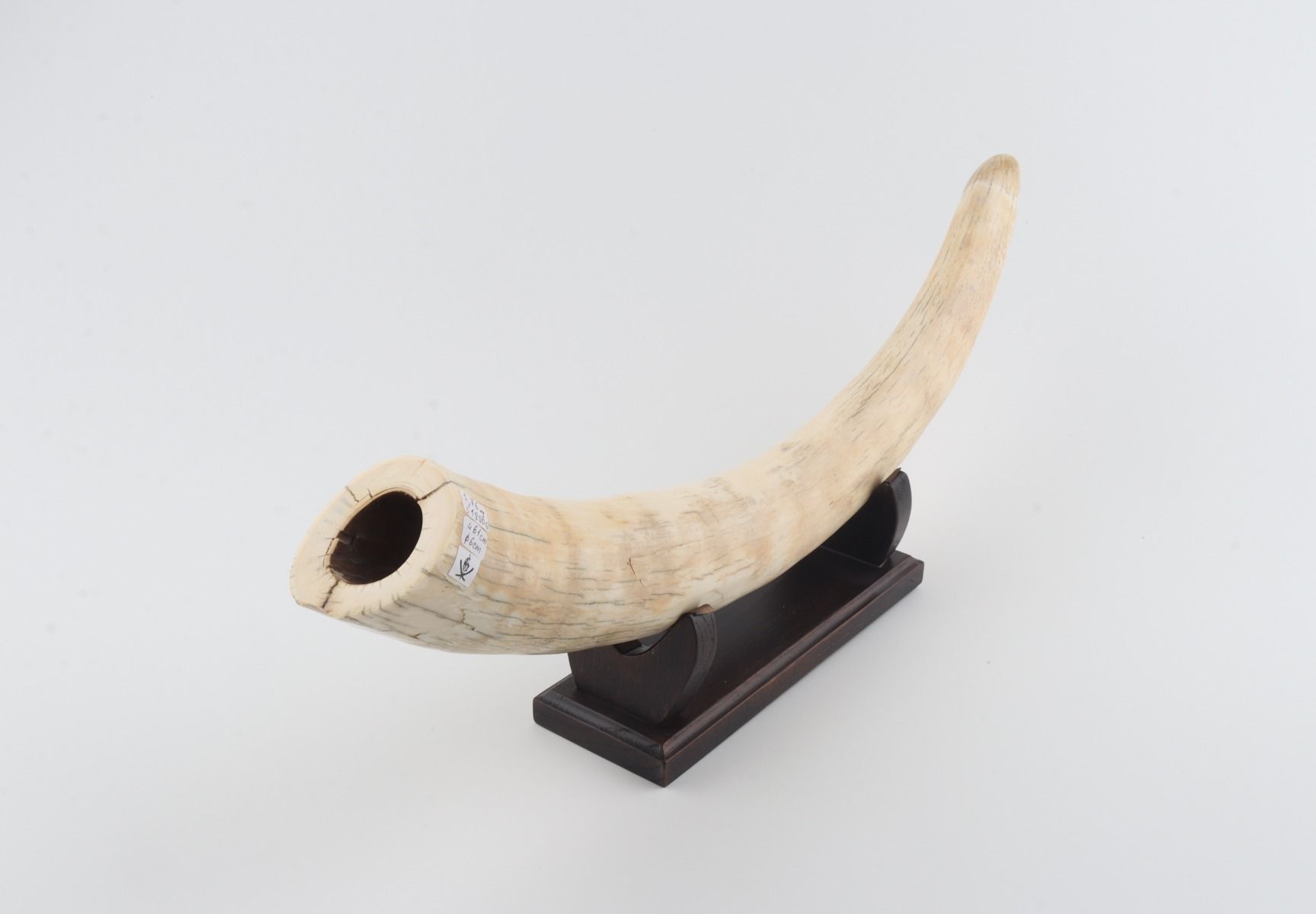 Natural mammoth tusk tip