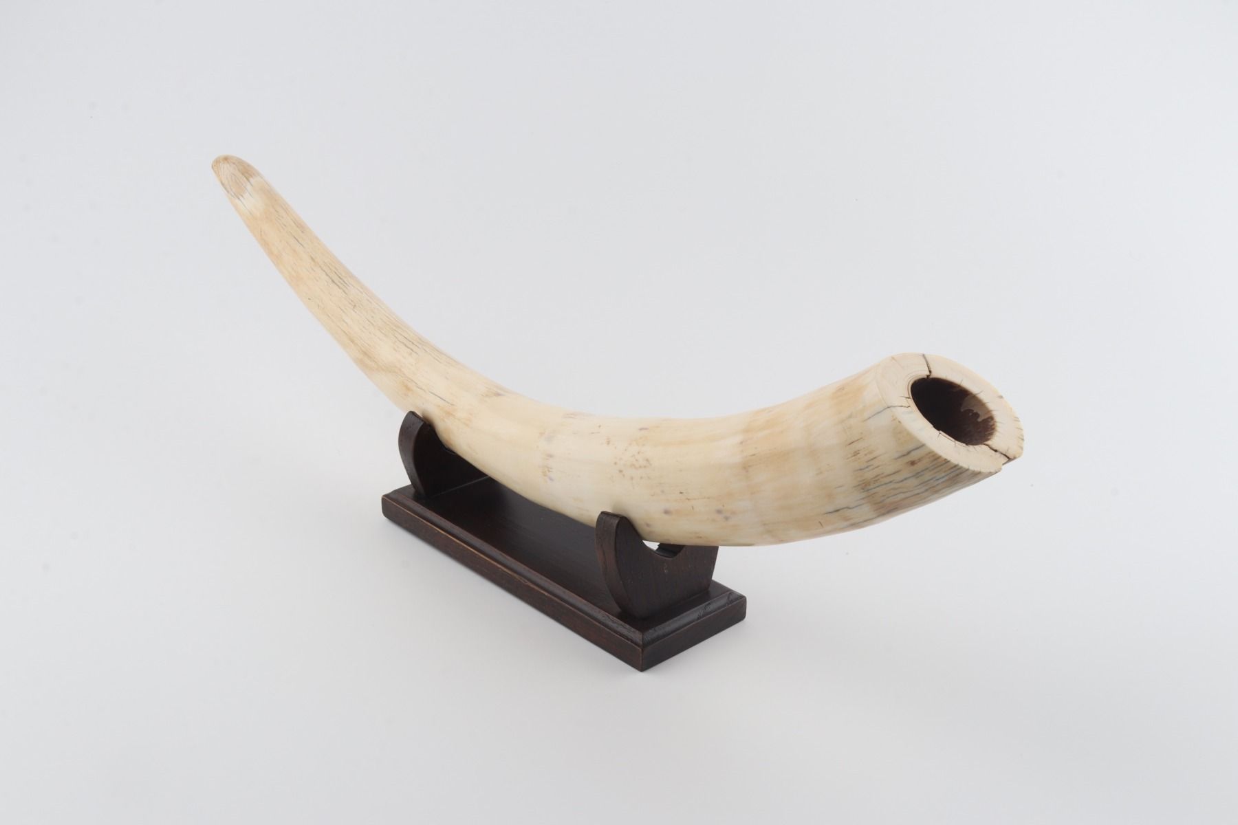 Natural mammoth tusk tip