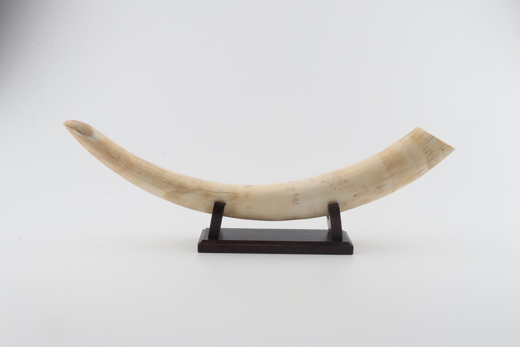 Natural mammoth tusk tip