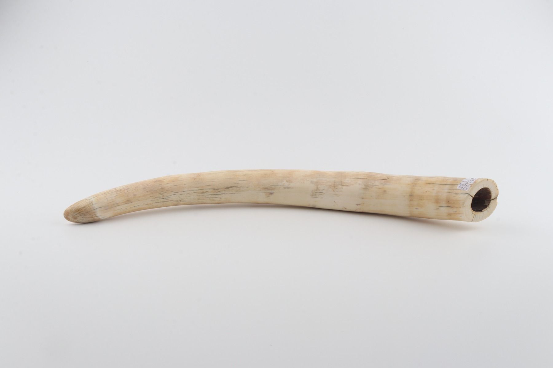 Natural mammoth tusk tip