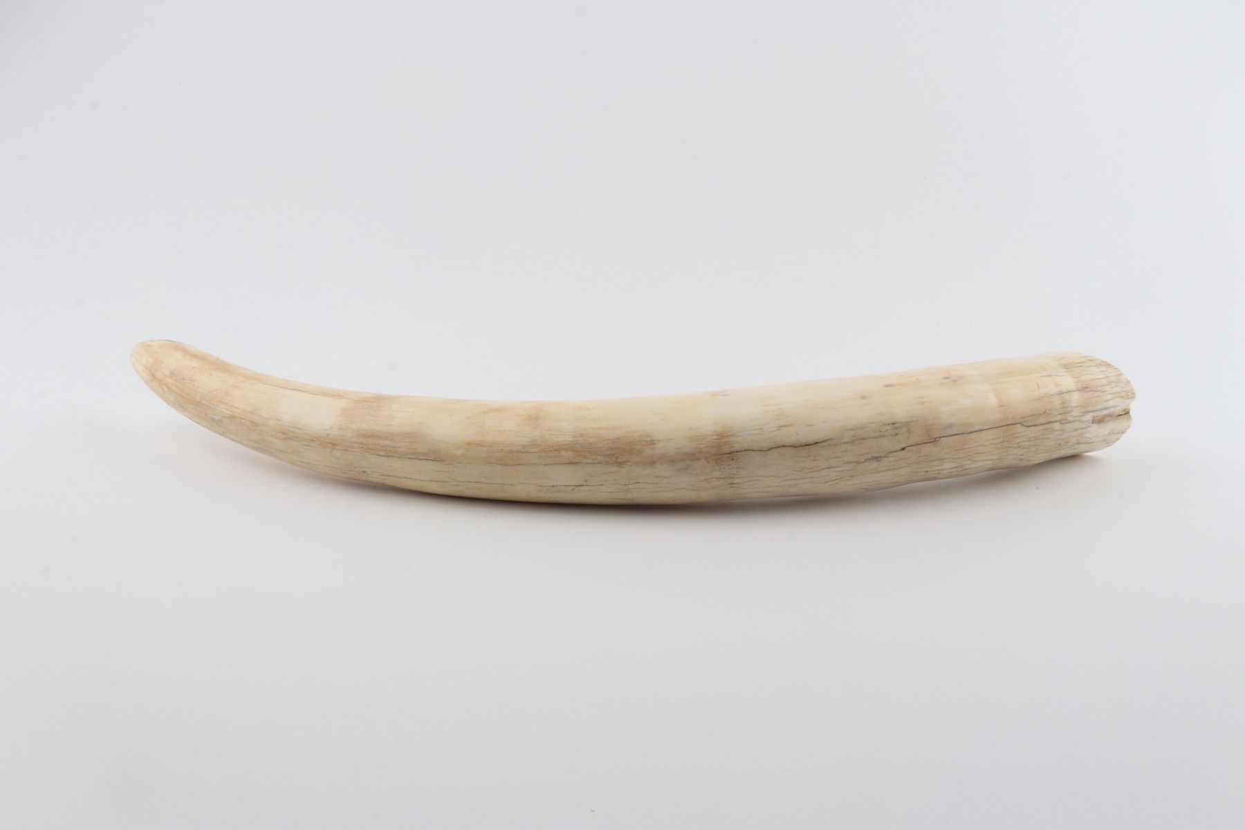 Natural mammoth tusk tip