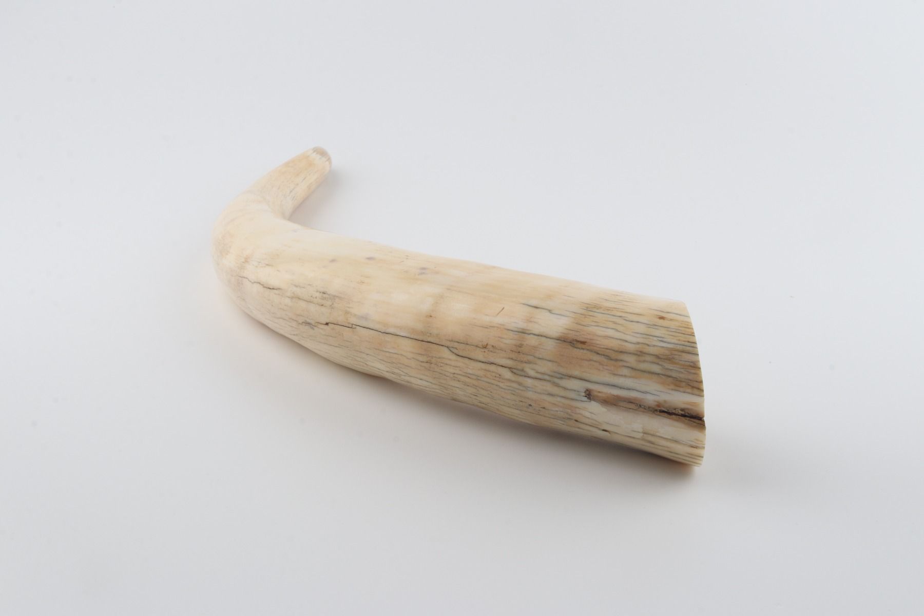 Natural mammoth tusk tip