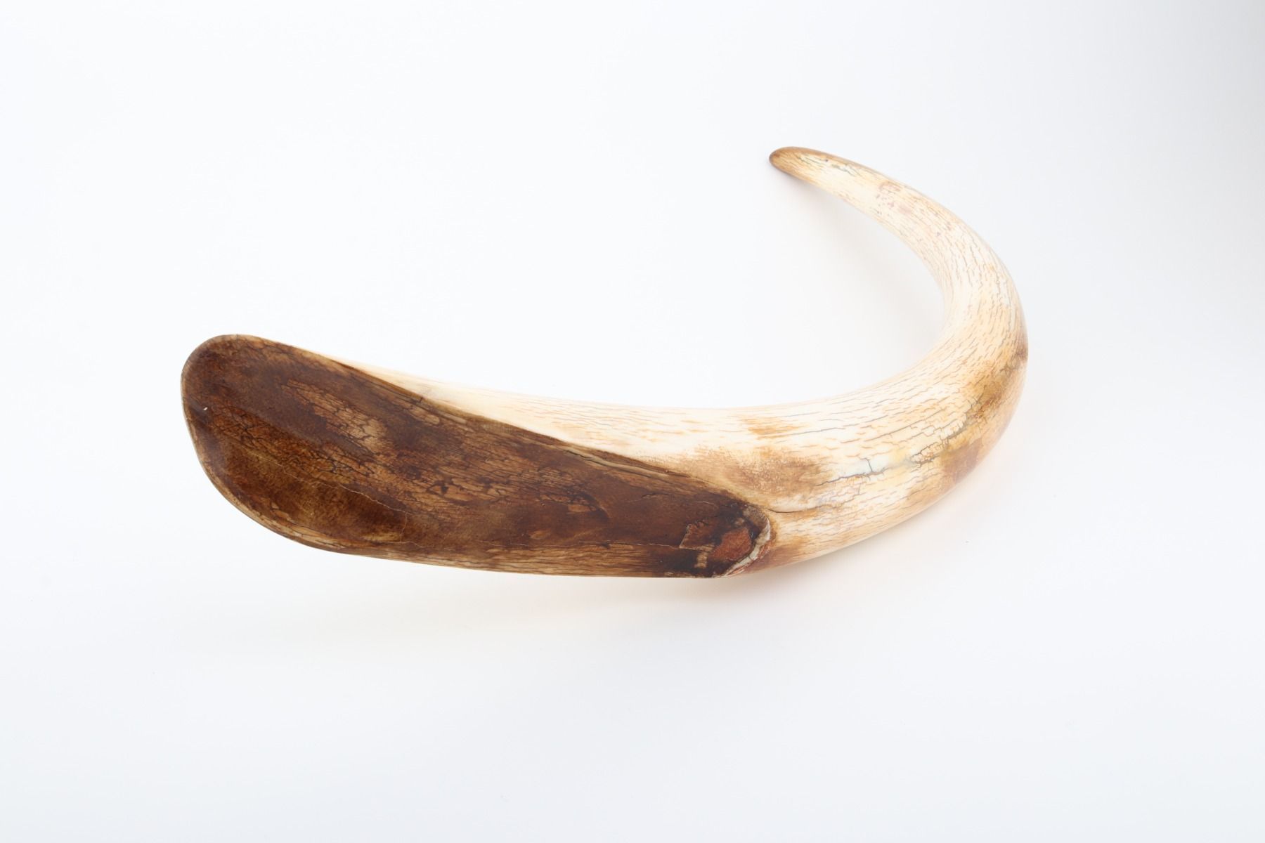 Natural mammoth tusk tip