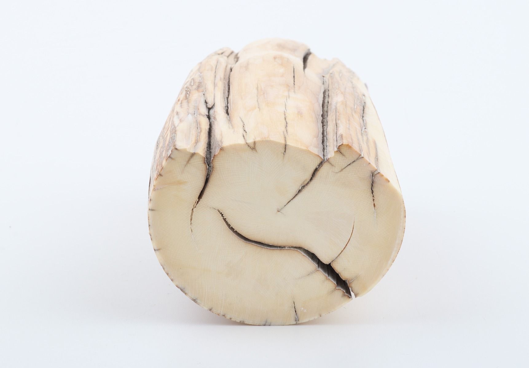Natural round mammoth ivory piece