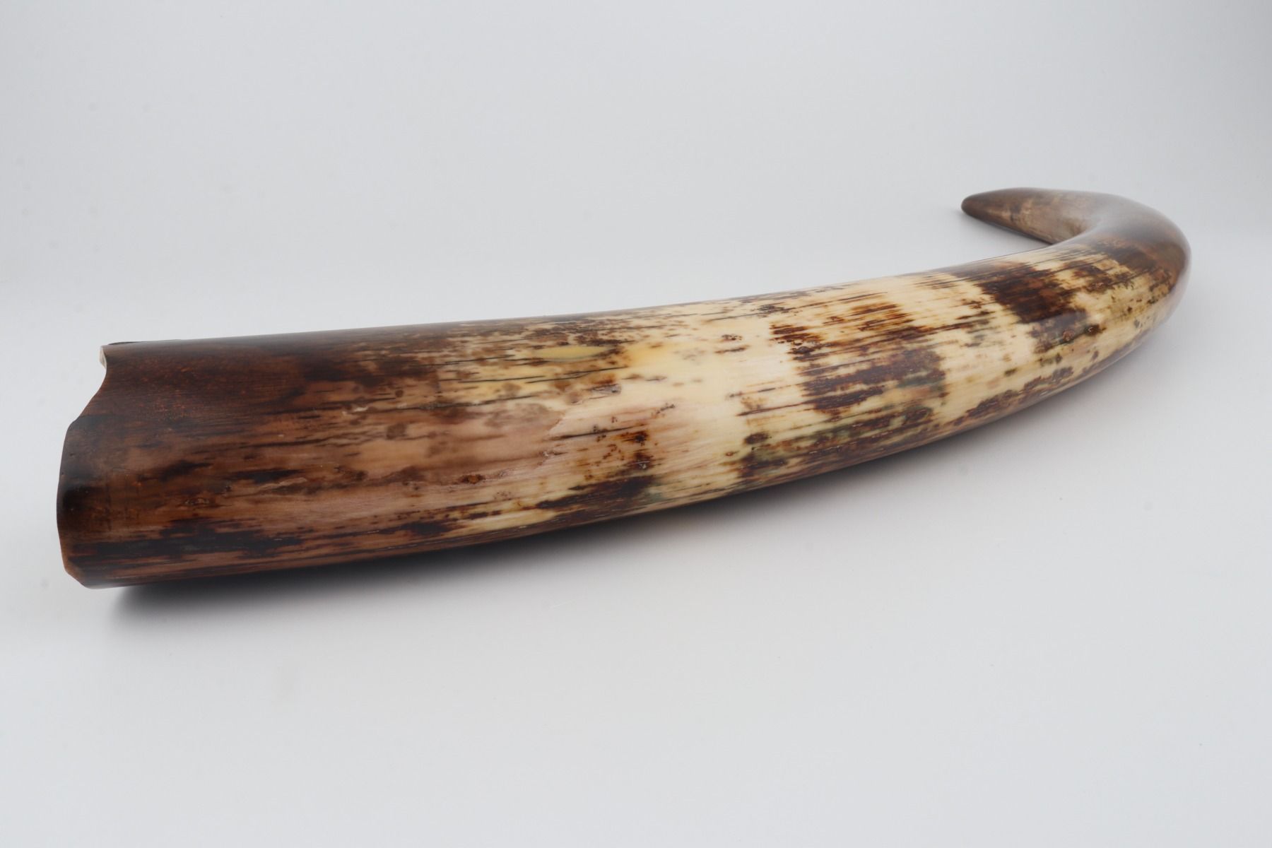 Restored woolly mammoth tusk