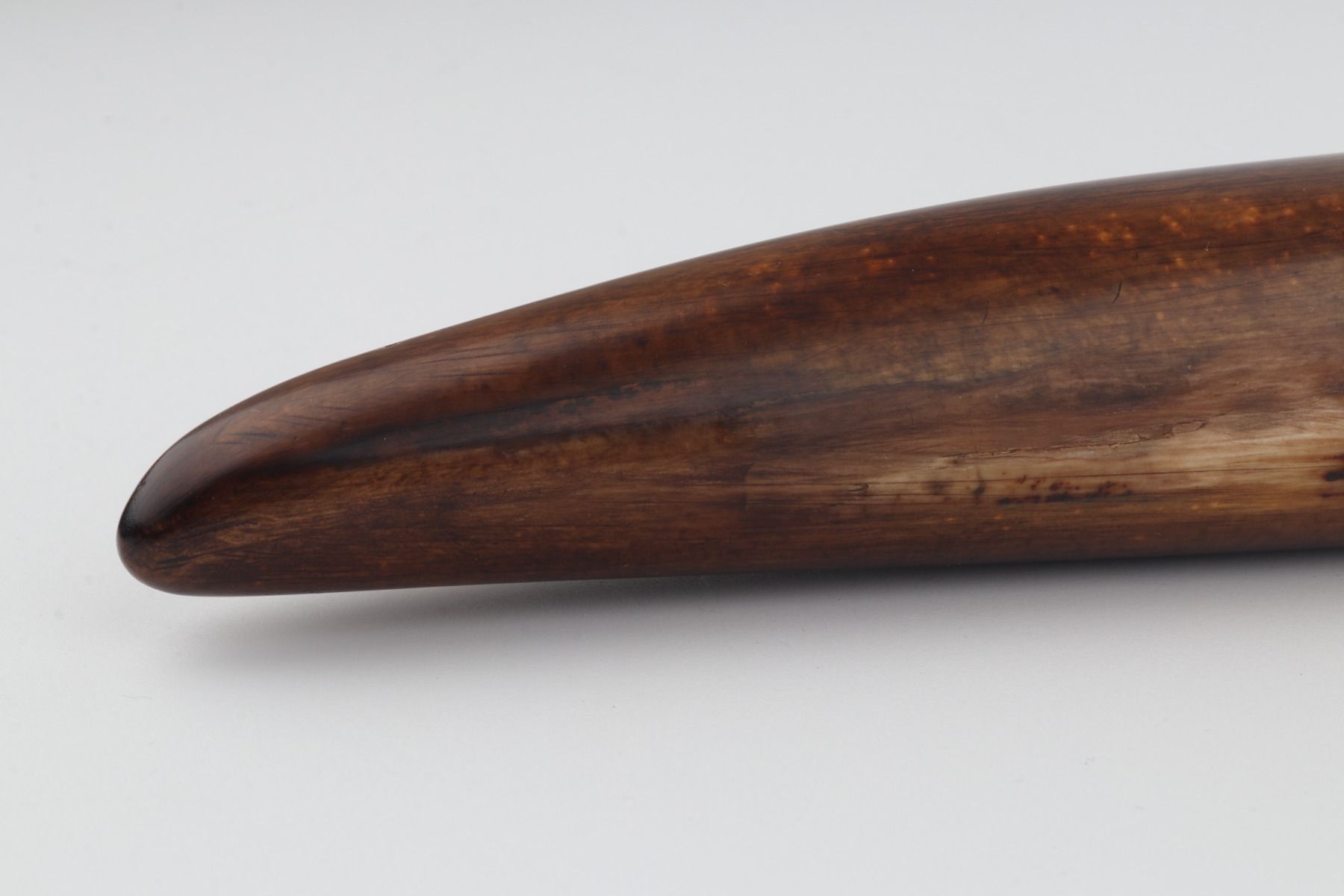 Restored woolly mammoth tusk