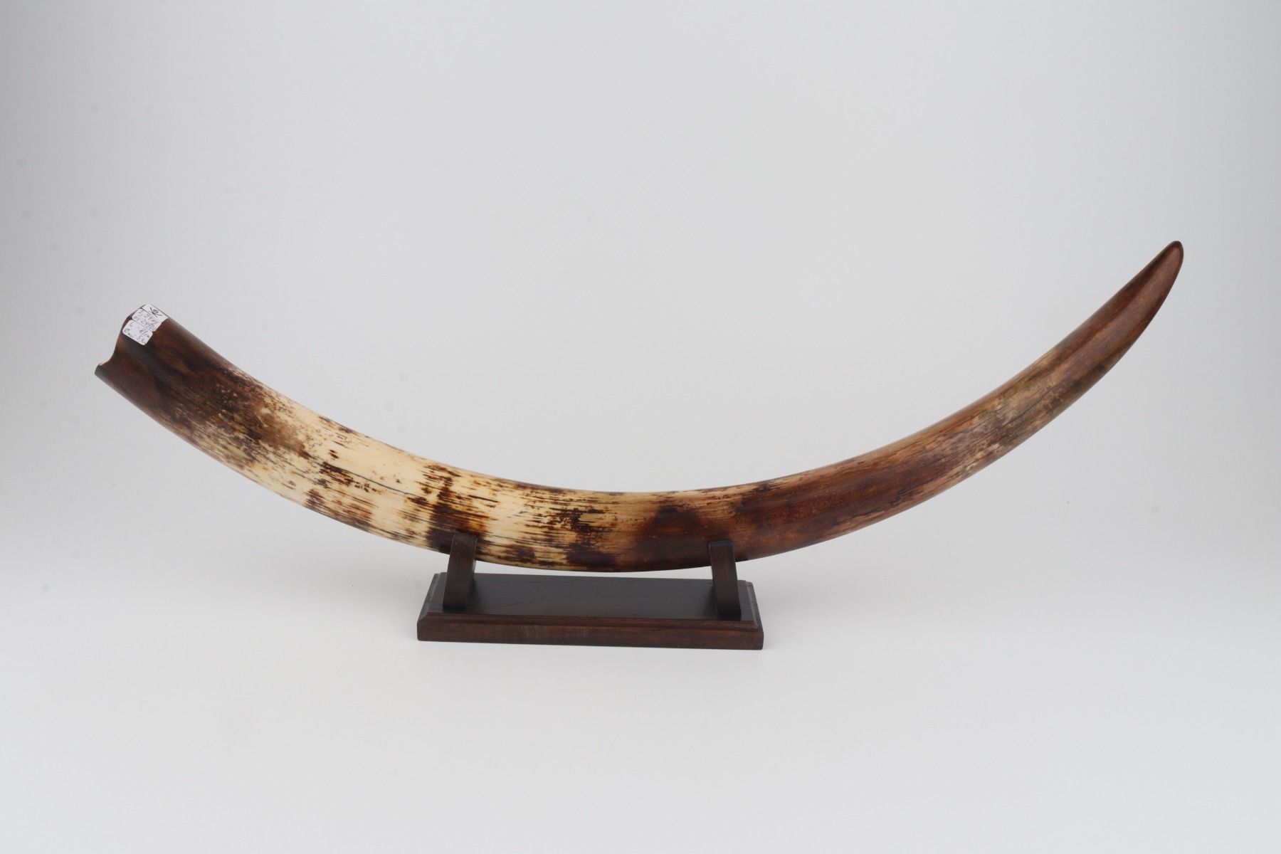 Restored woolly mammoth tusk