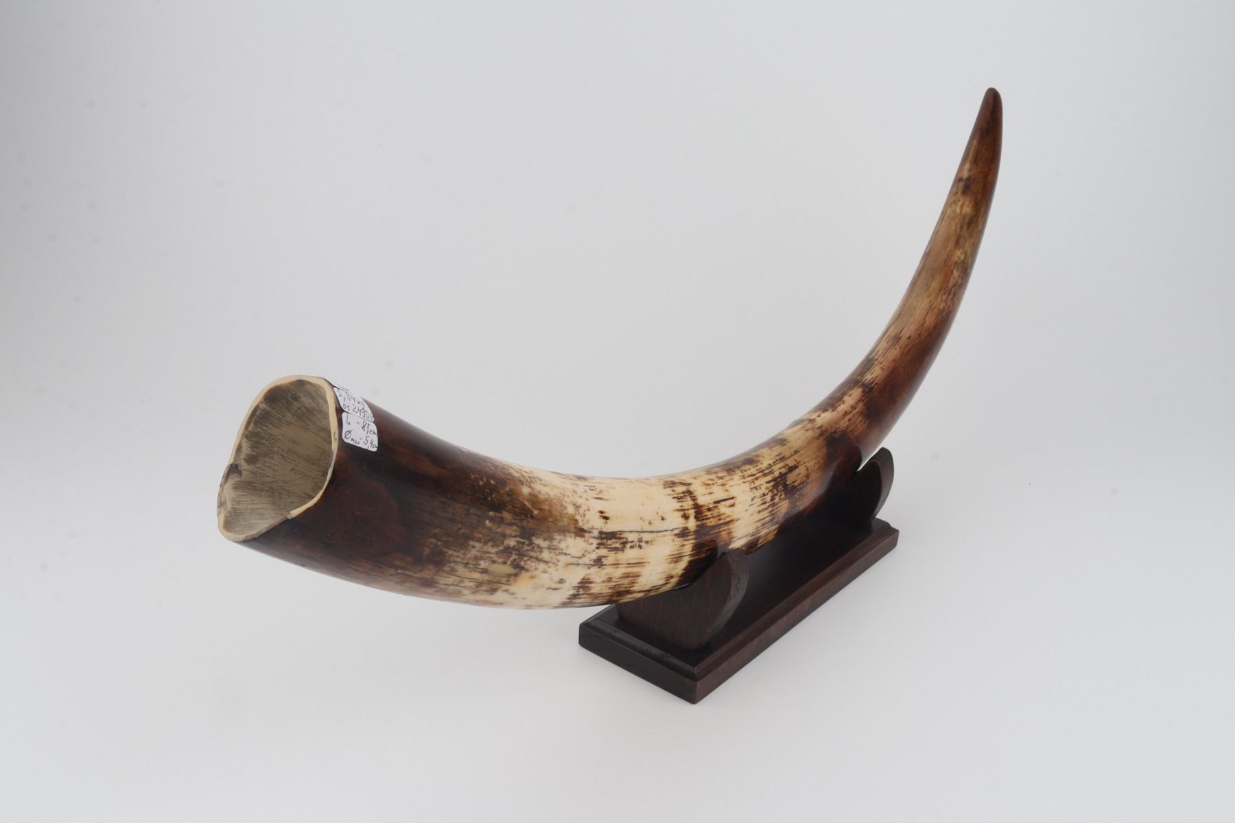 Restored woolly mammoth tusk
