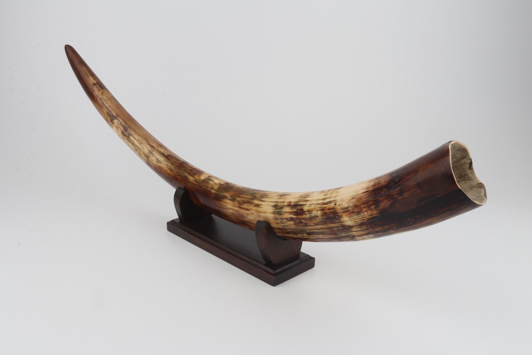 Restored woolly mammoth tusk