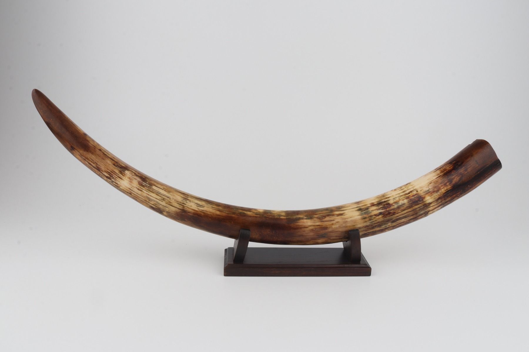 Restored woolly mammoth tusk