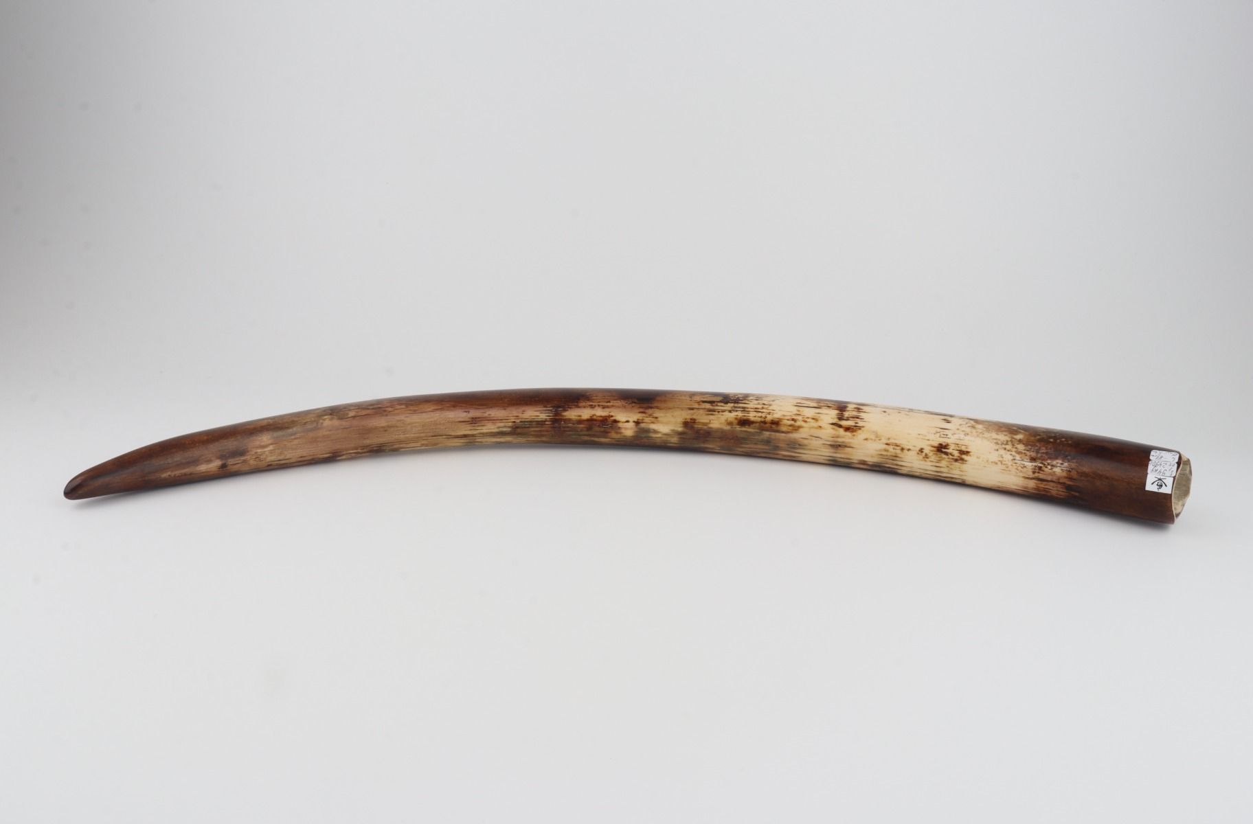 Restored woolly mammoth tusk