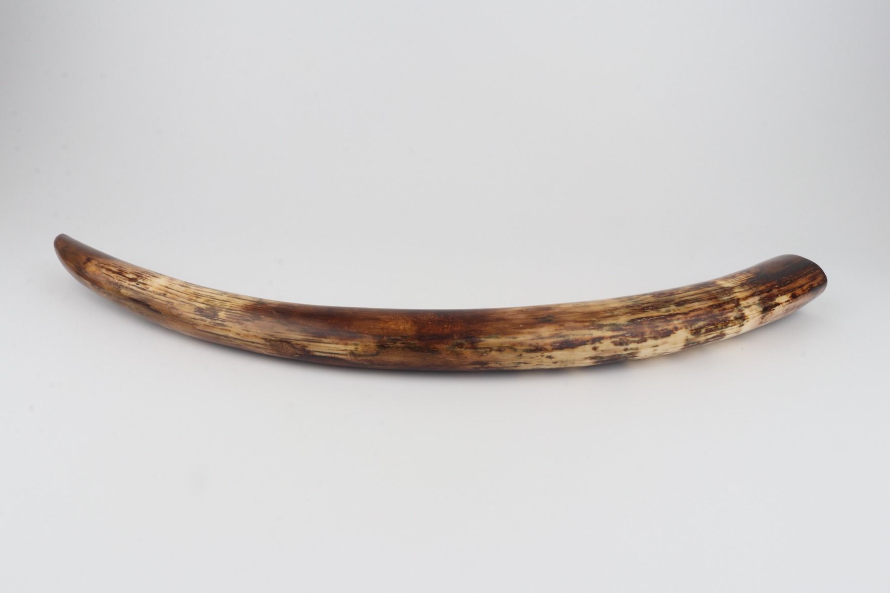 Restored woolly mammoth tusk