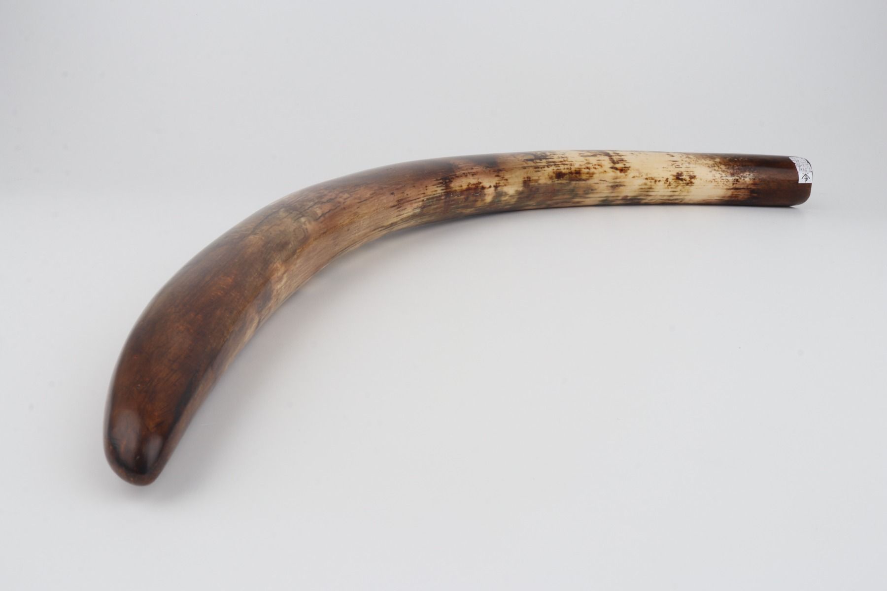 Restored woolly mammoth tusk