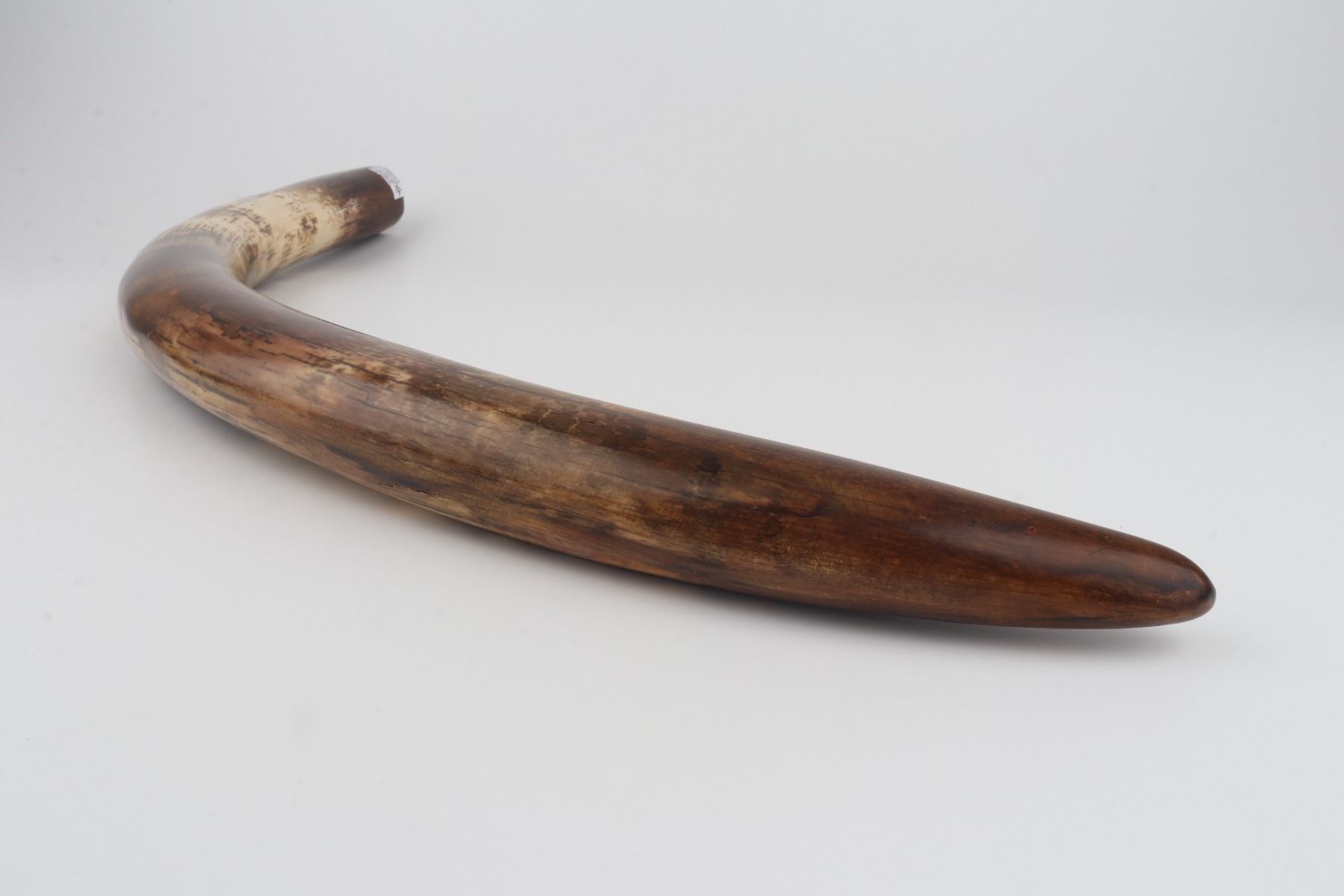 Restored woolly mammoth tusk