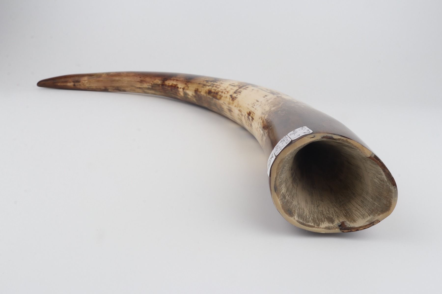 Restored woolly mammoth tusk