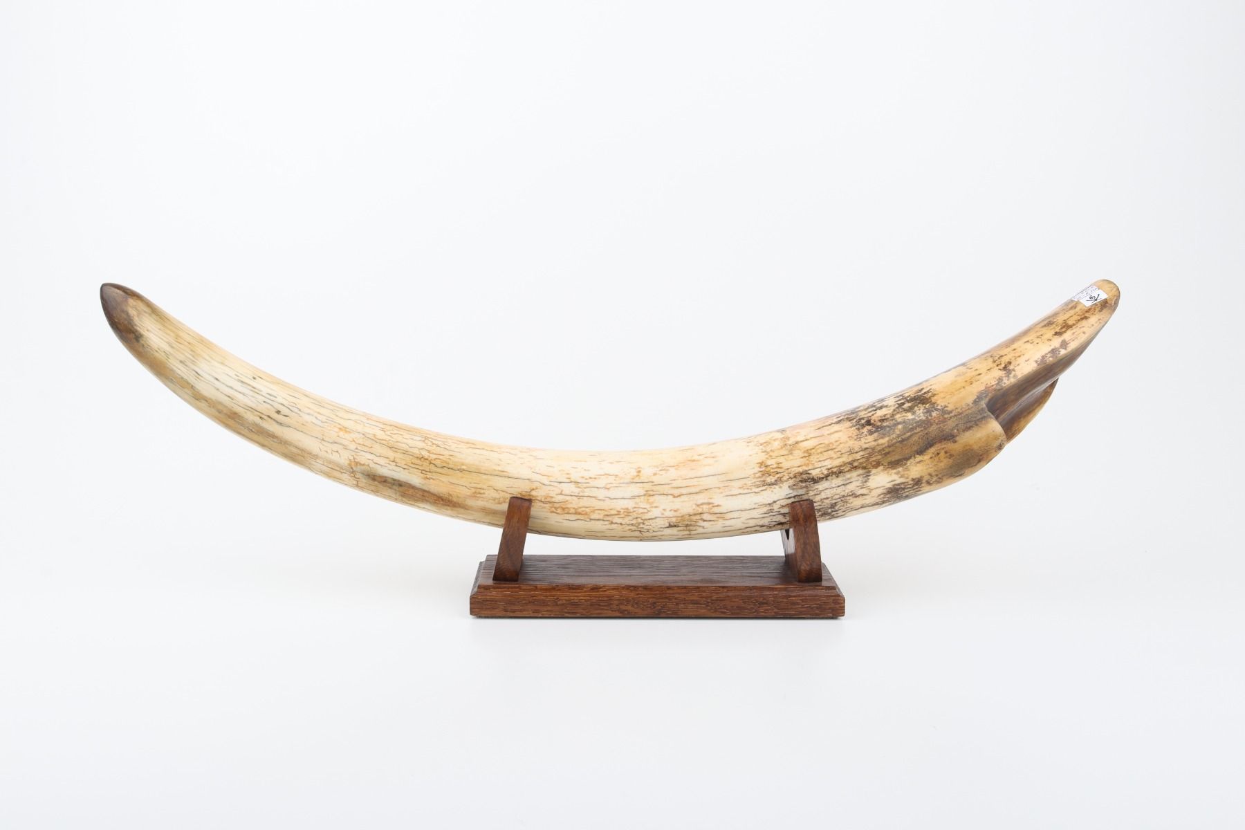 Restored mammoth tusk tip