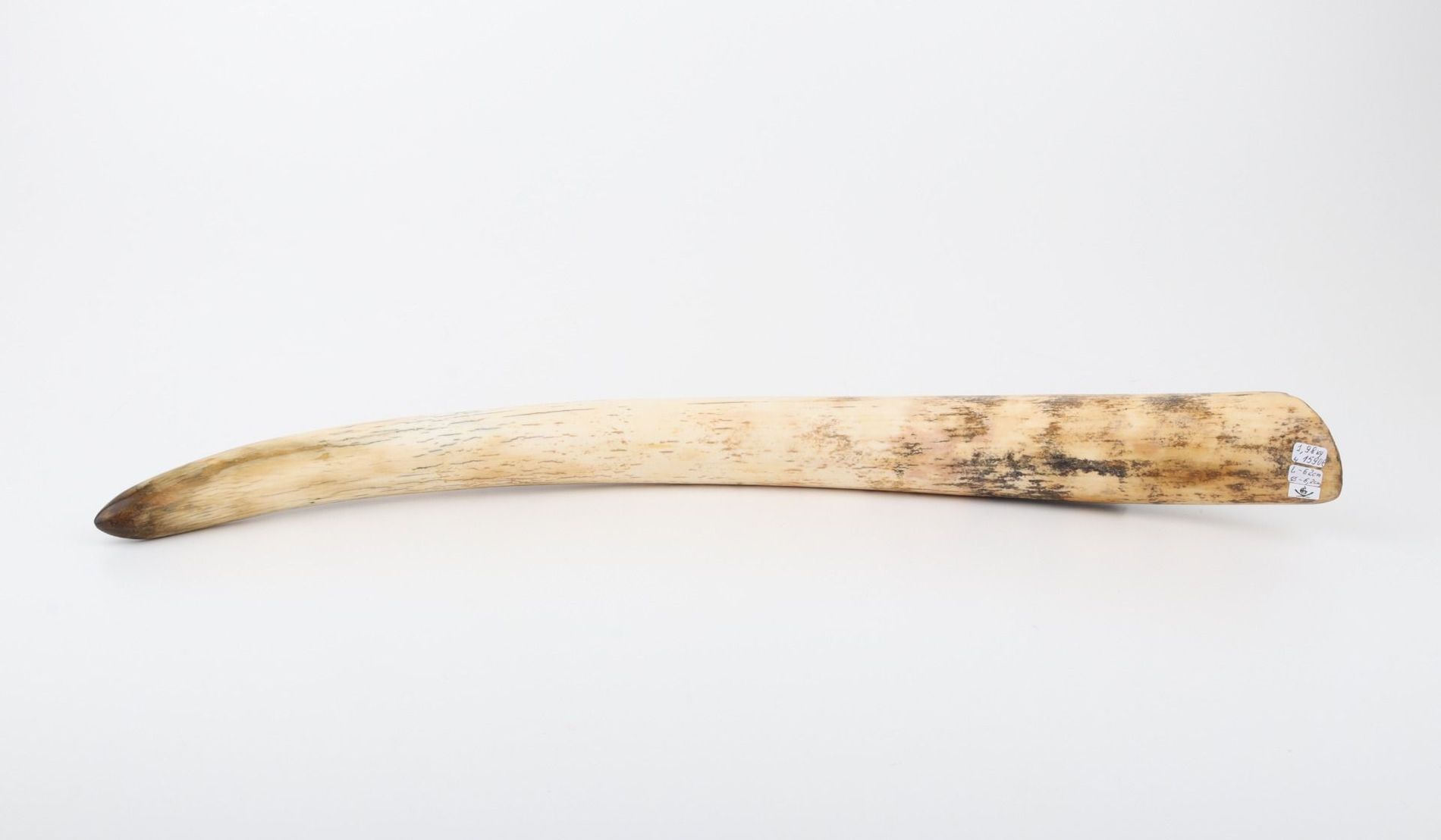 Restored mammoth tusk tip