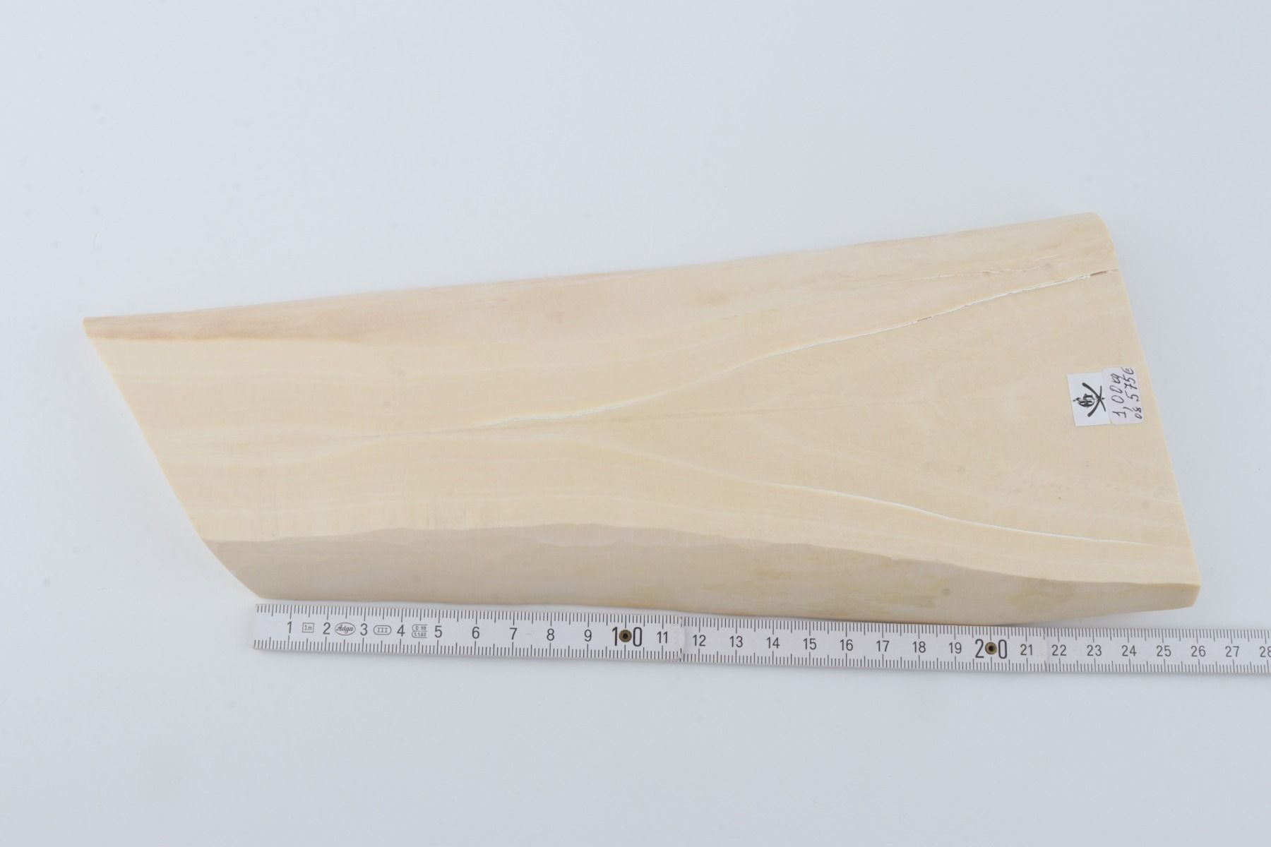 White mammoth ivory segment