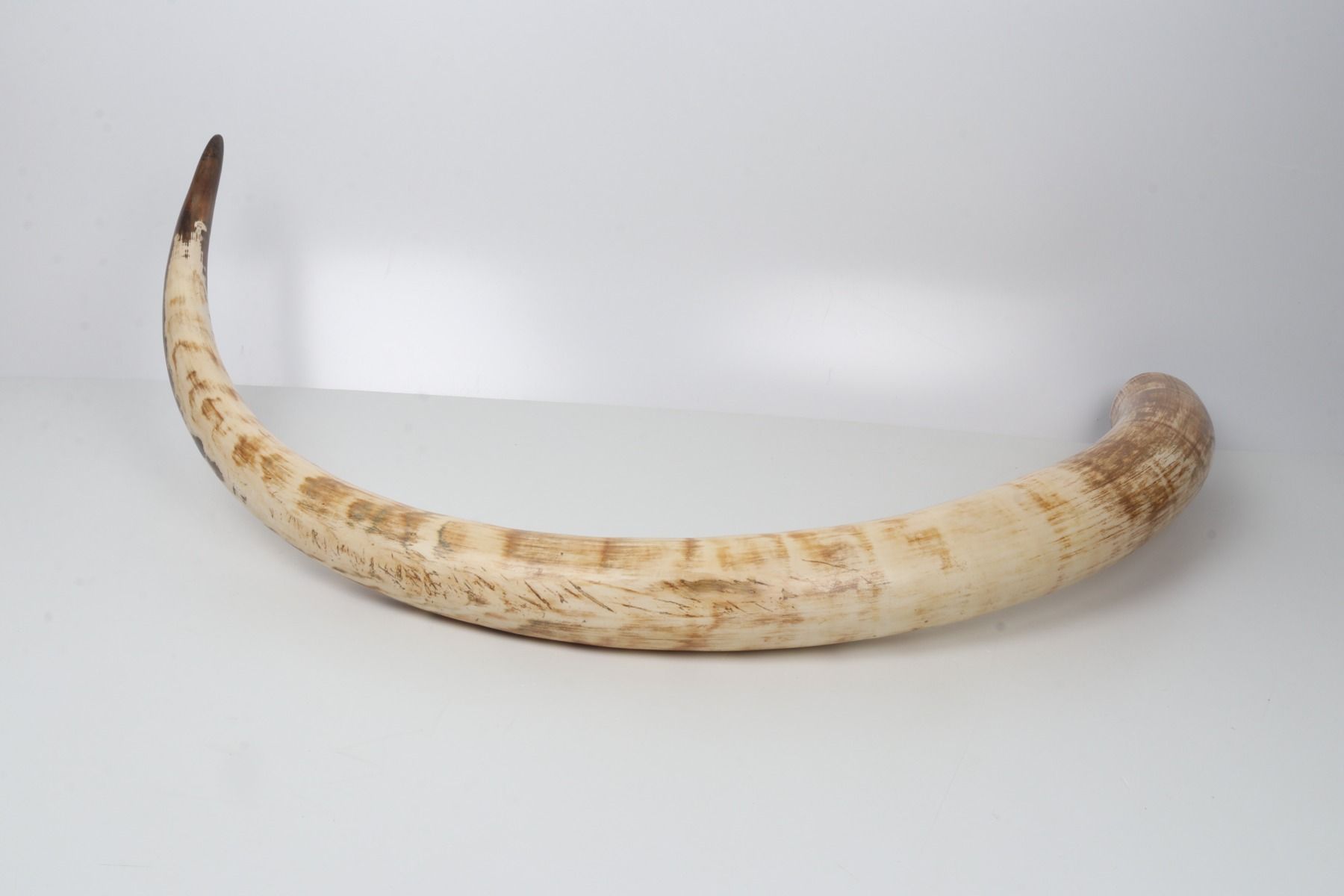 Natural mammoth tusk