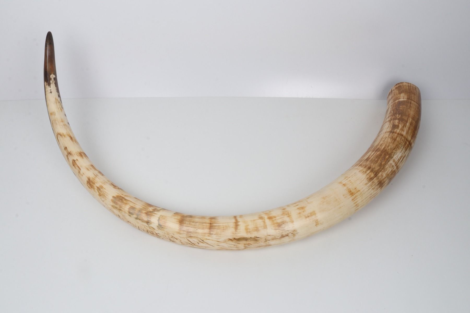 Natural mammoth tusk