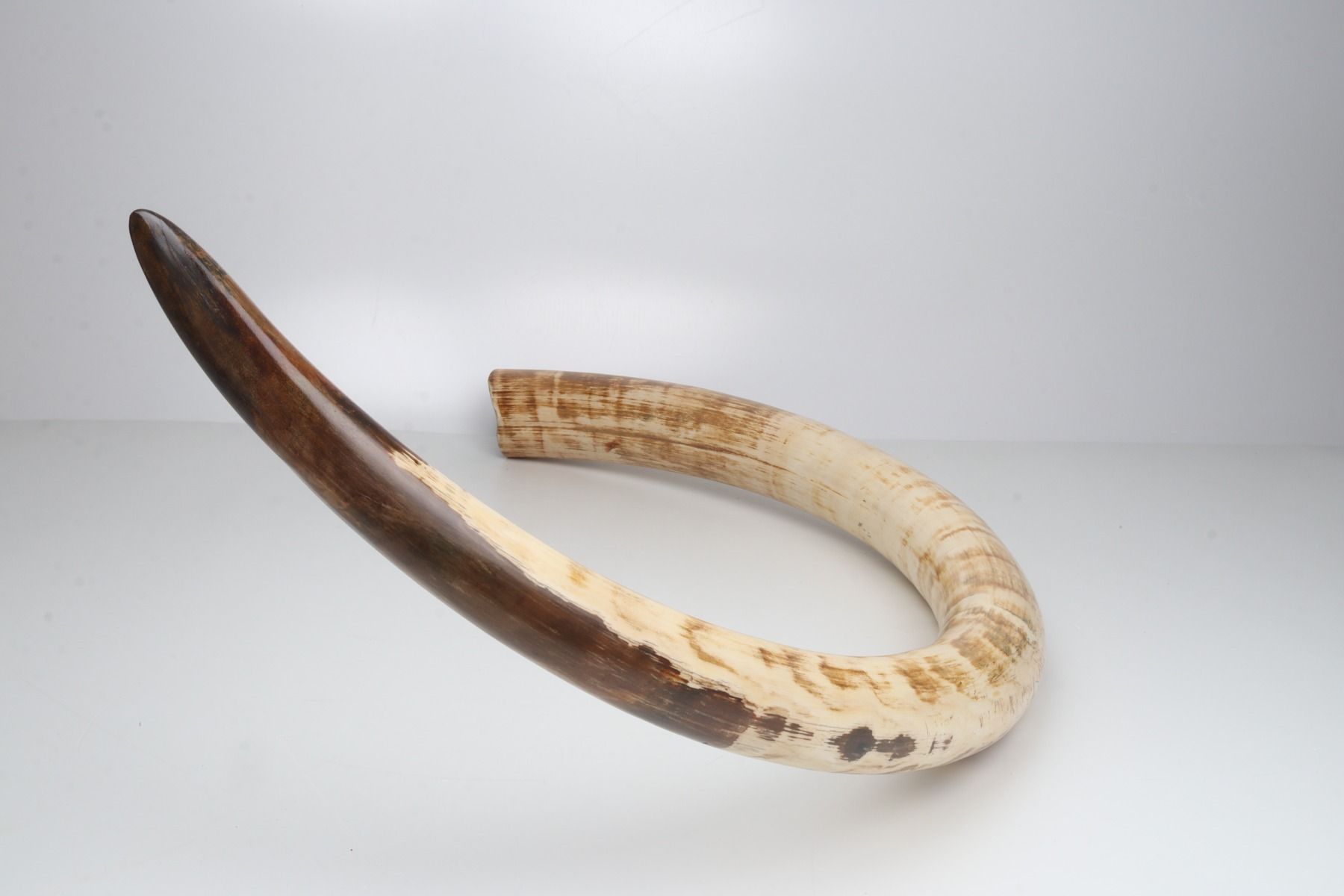 Natural mammoth tusk