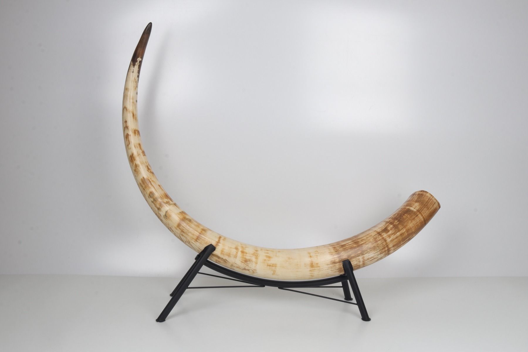Natural mammoth tusk