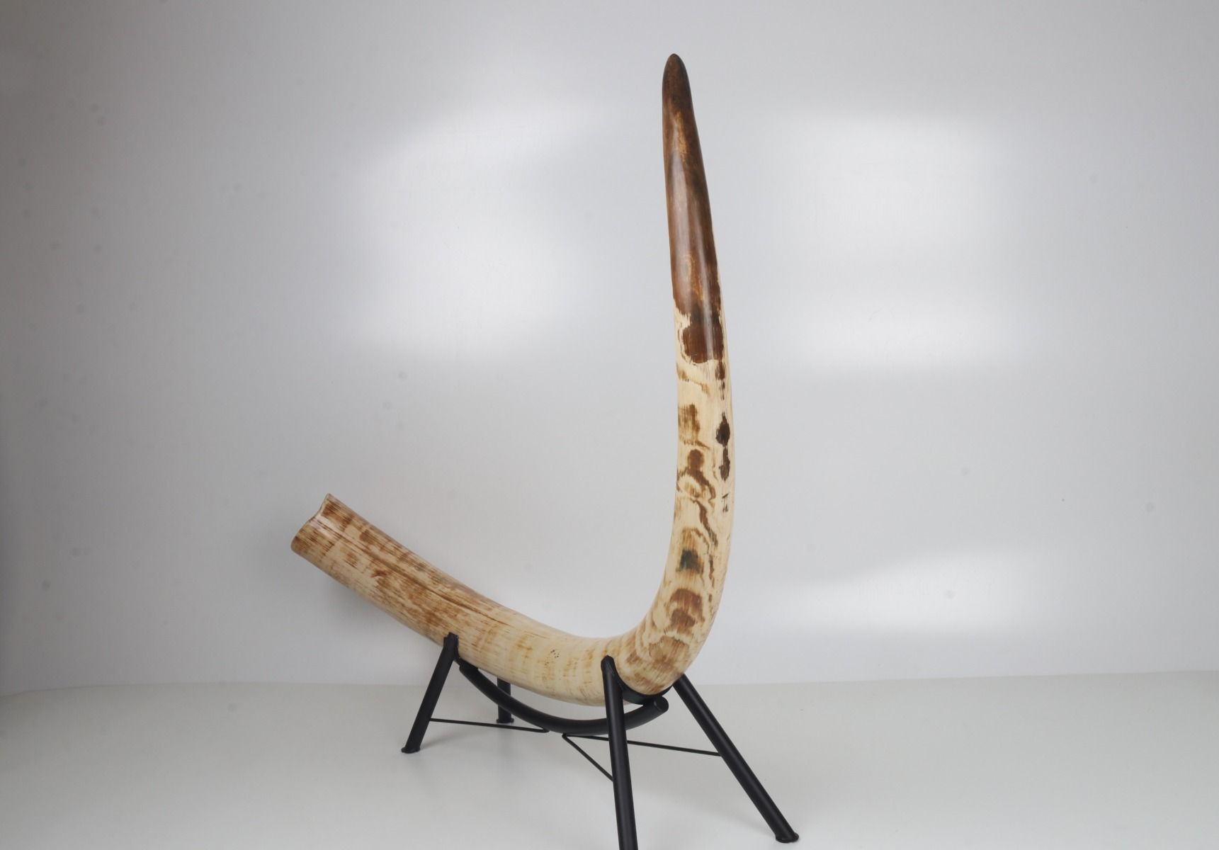 Natural mammoth tusk