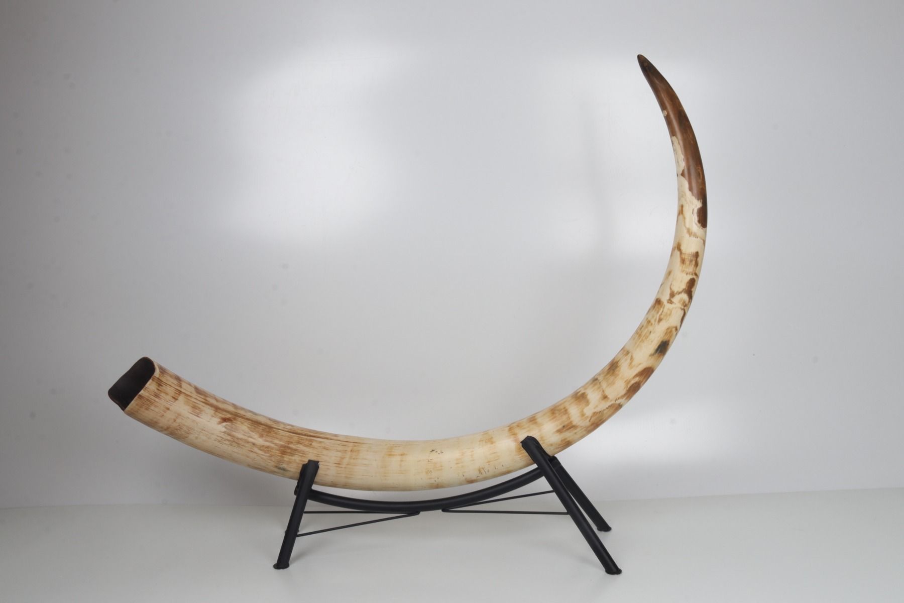 Natural mammoth tusk