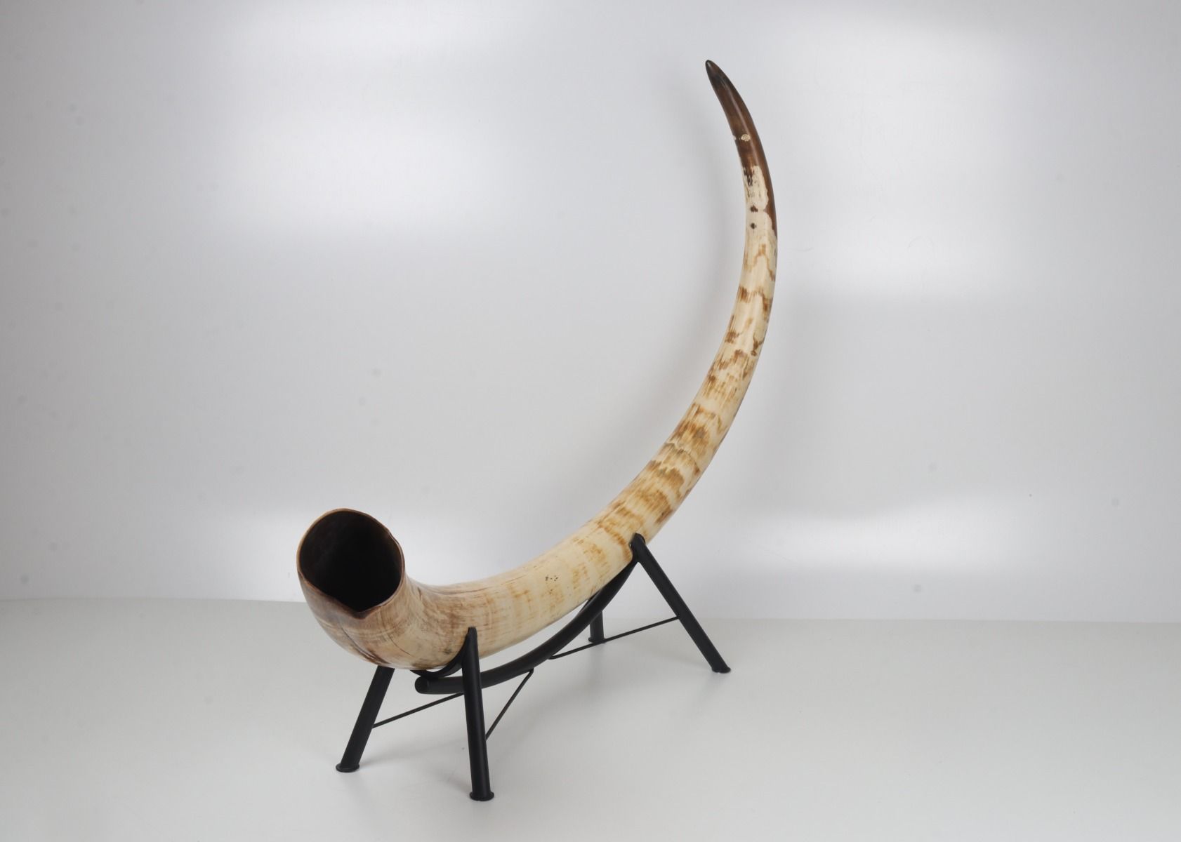 Natural mammoth tusk
