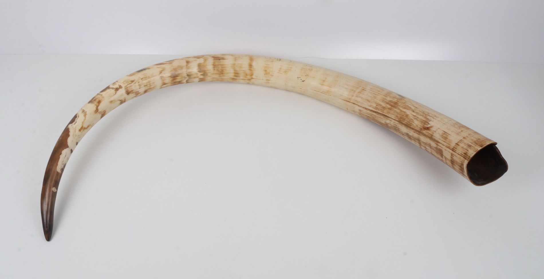 Natural mammoth tusk