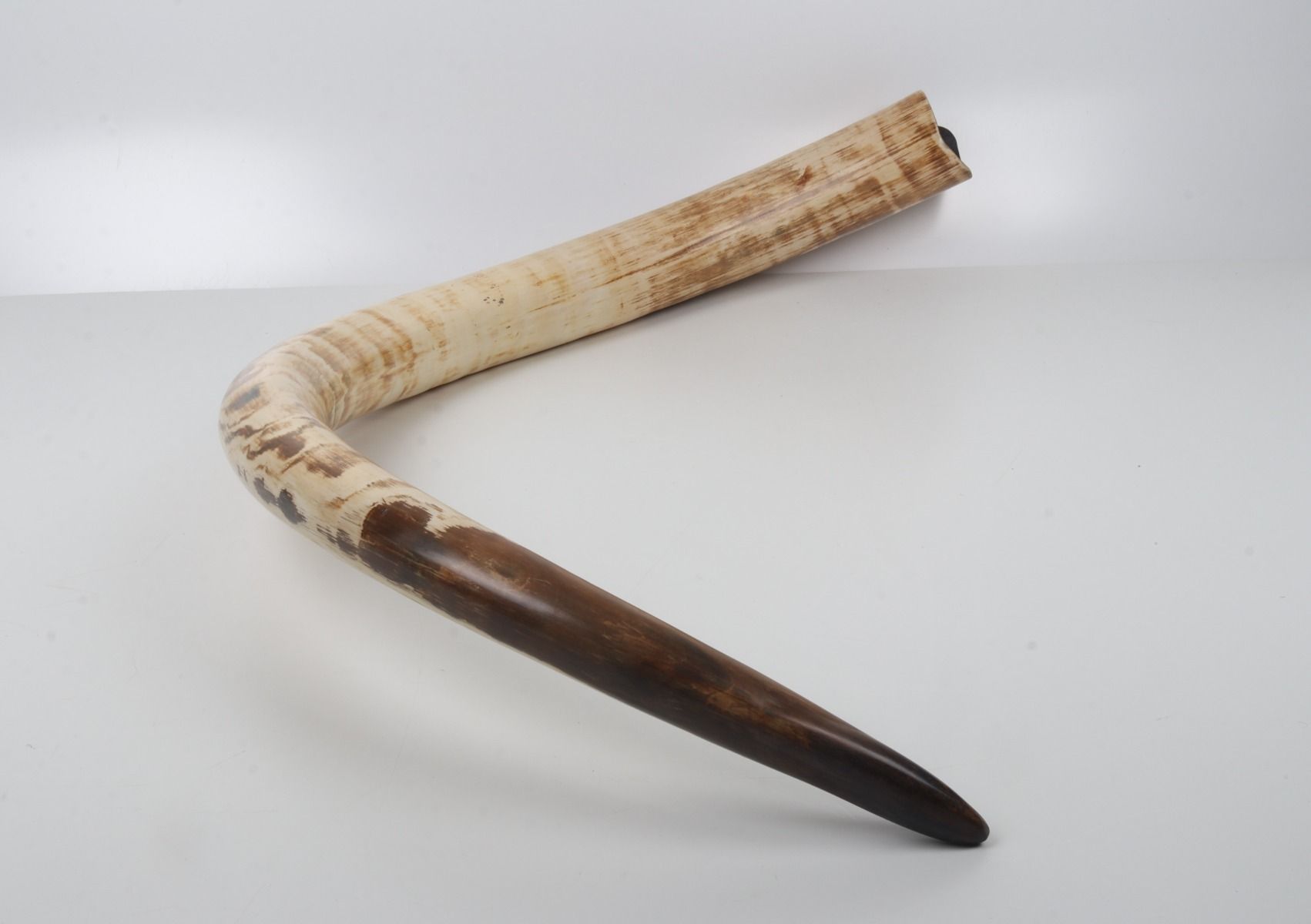 Natural mammoth tusk