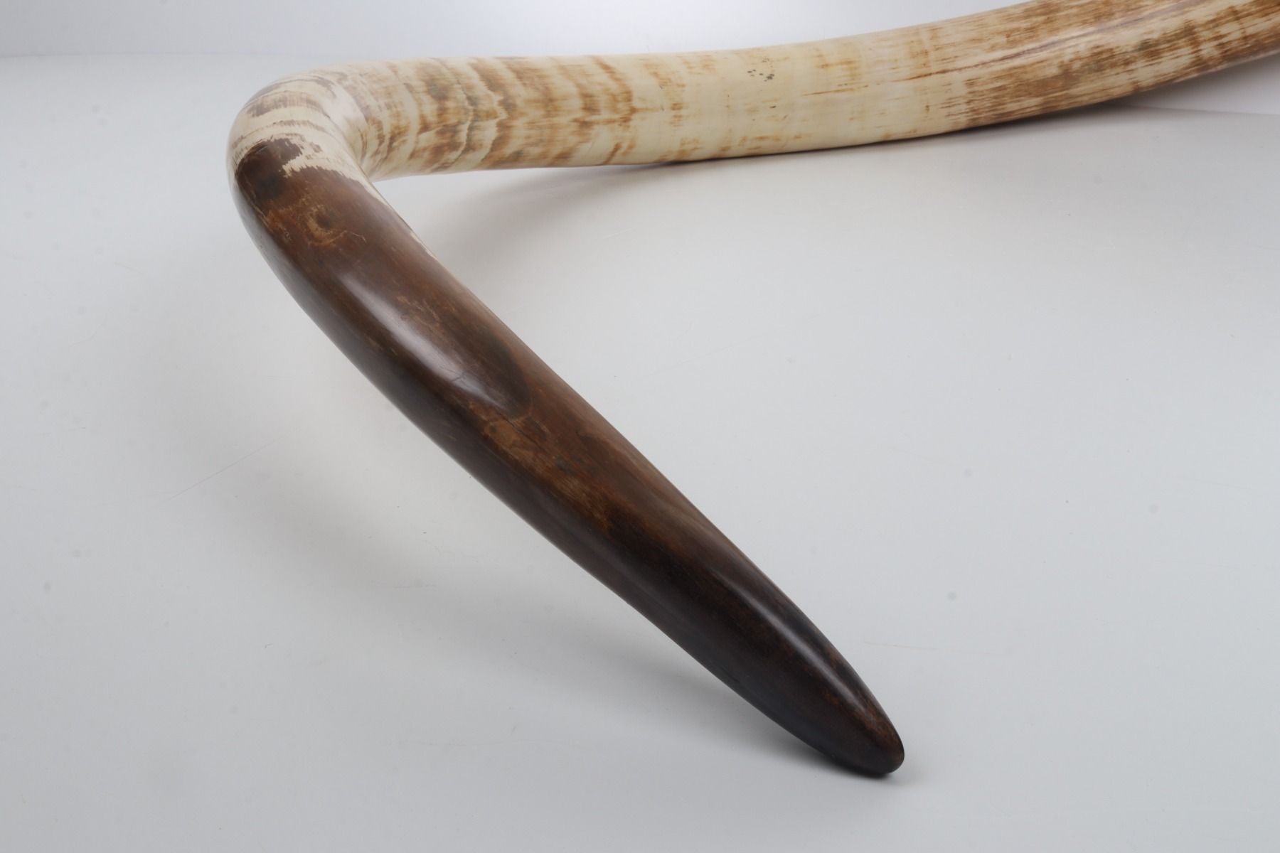 Natural mammoth tusk