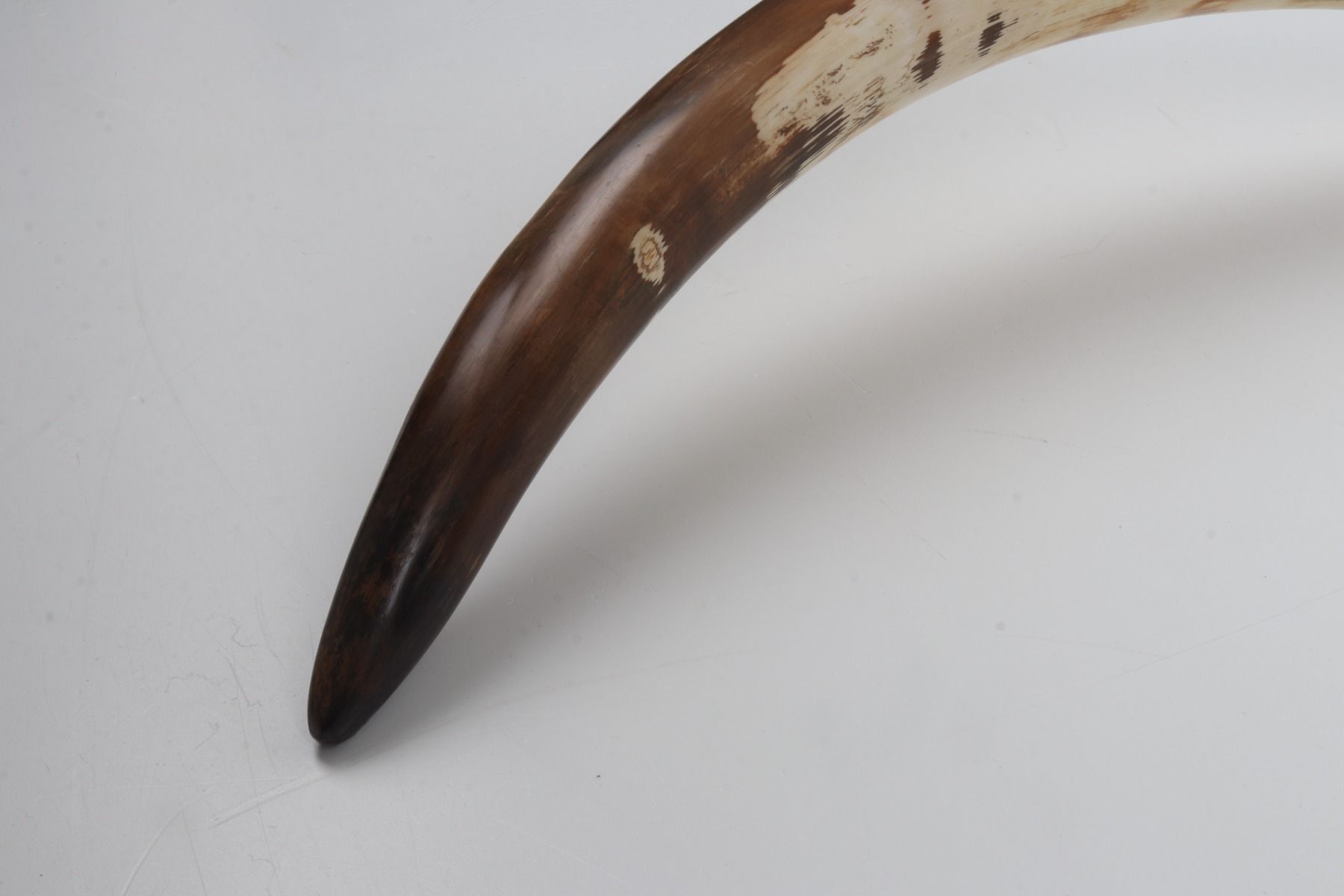 Natural mammoth tusk