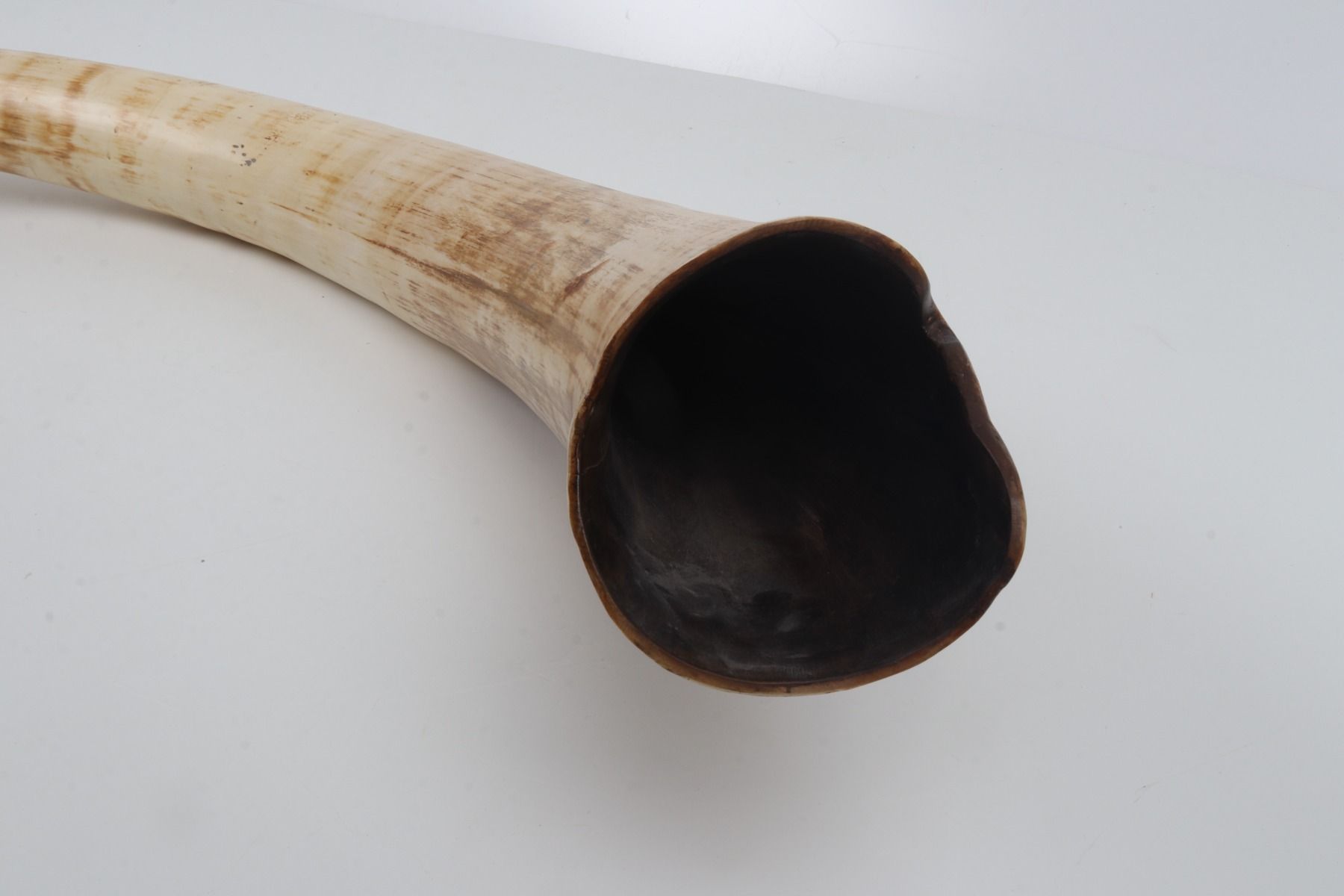 Natural mammoth tusk