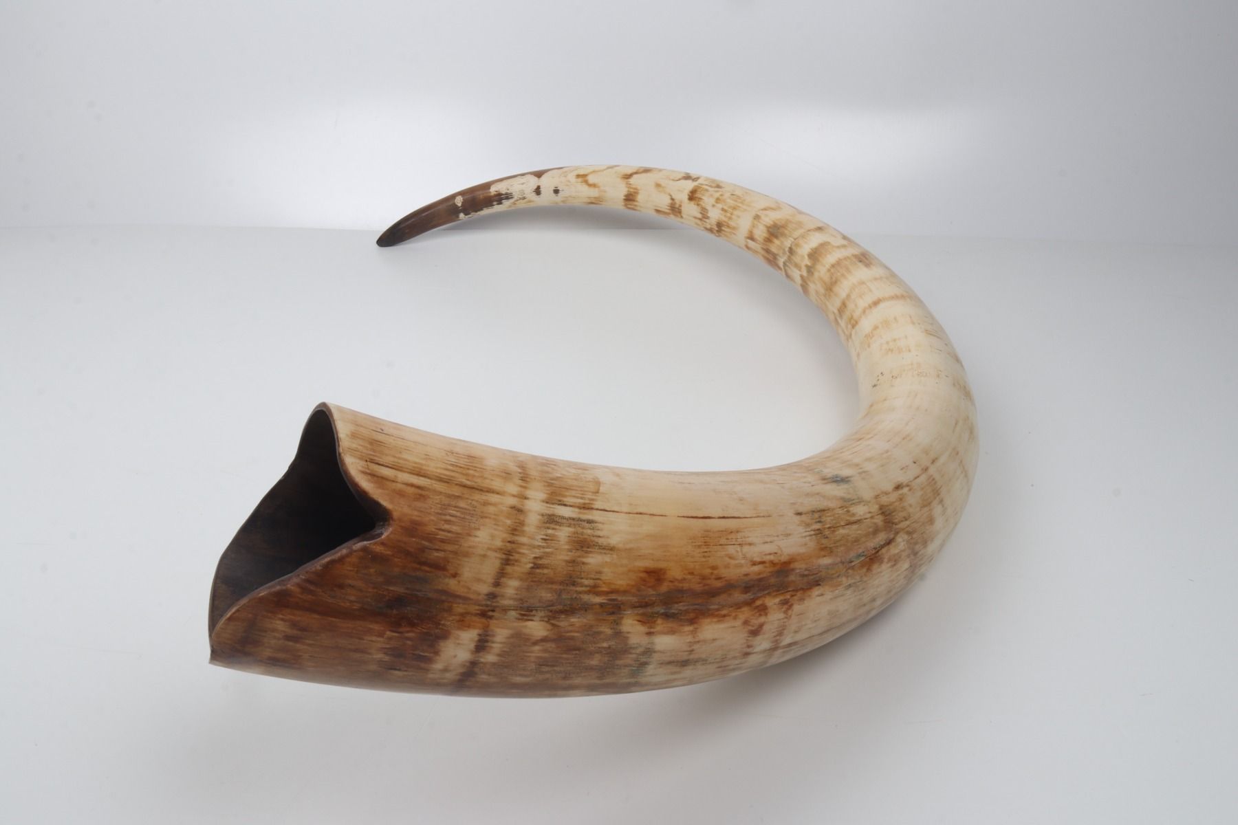 Natural mammoth tusk