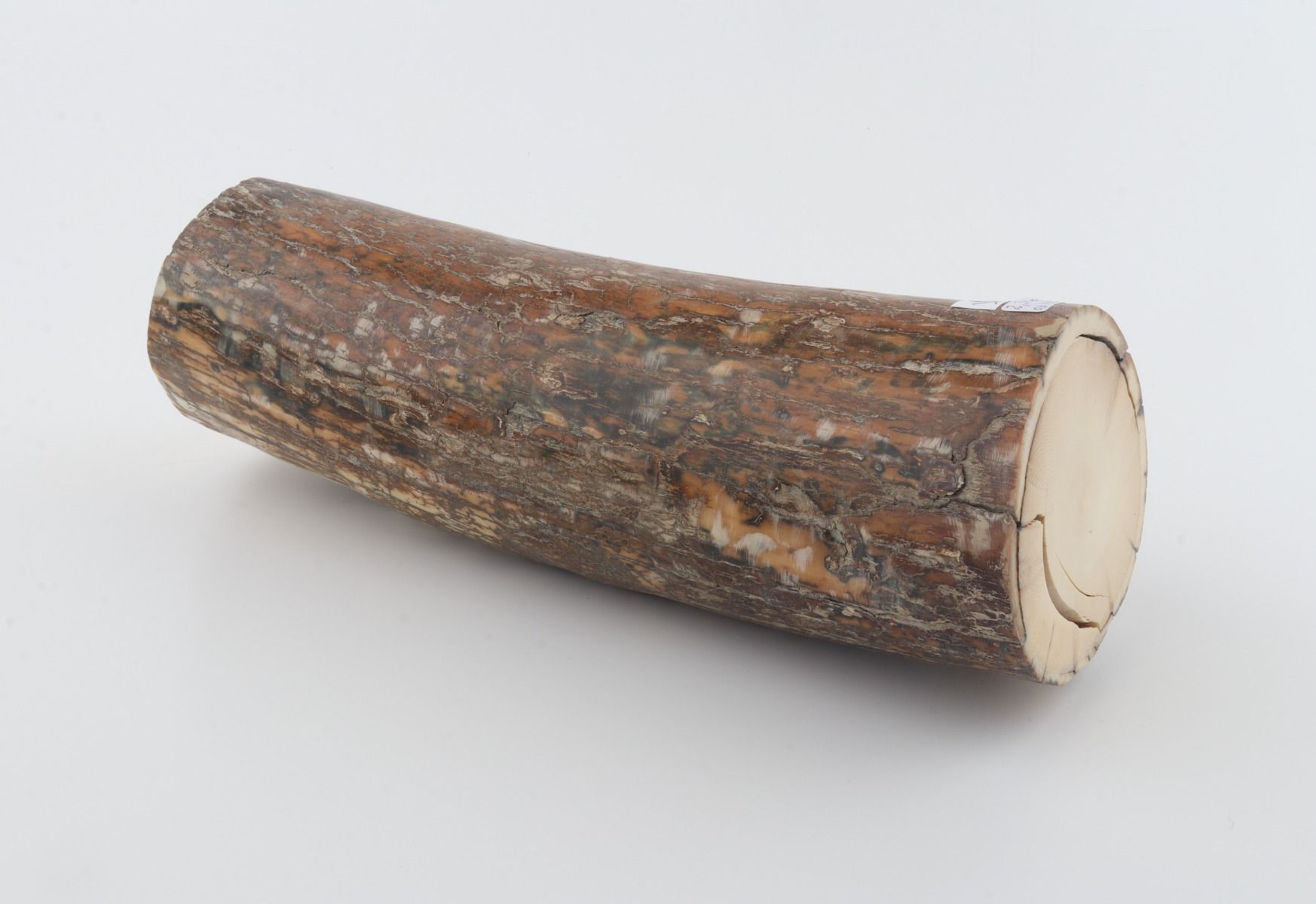 Round mammoth tusk piece