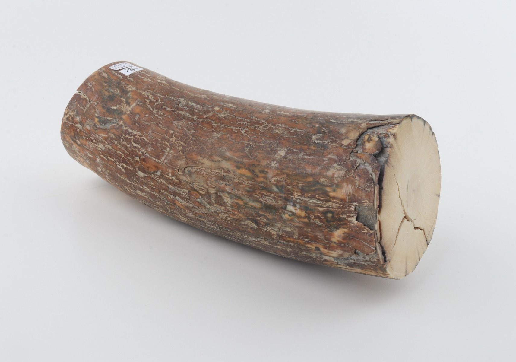 Round mammoth tusk piece