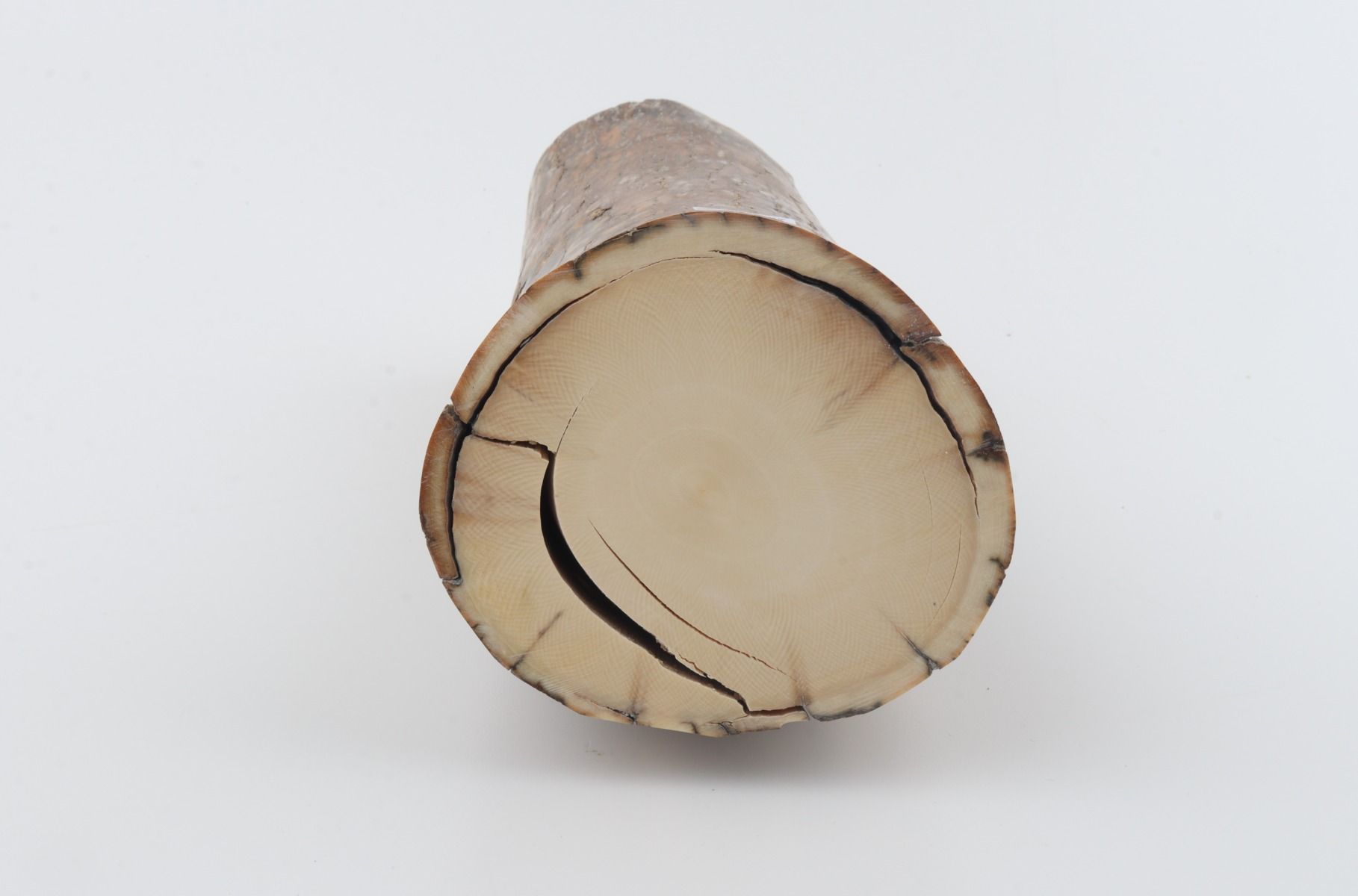 Round mammoth tusk piece
