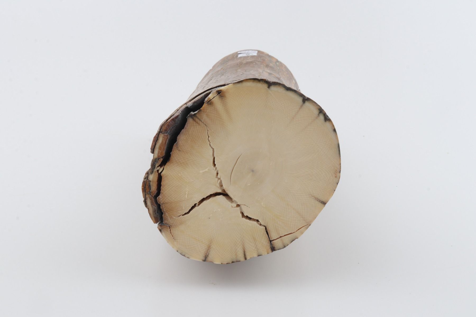 Round mammoth tusk piece