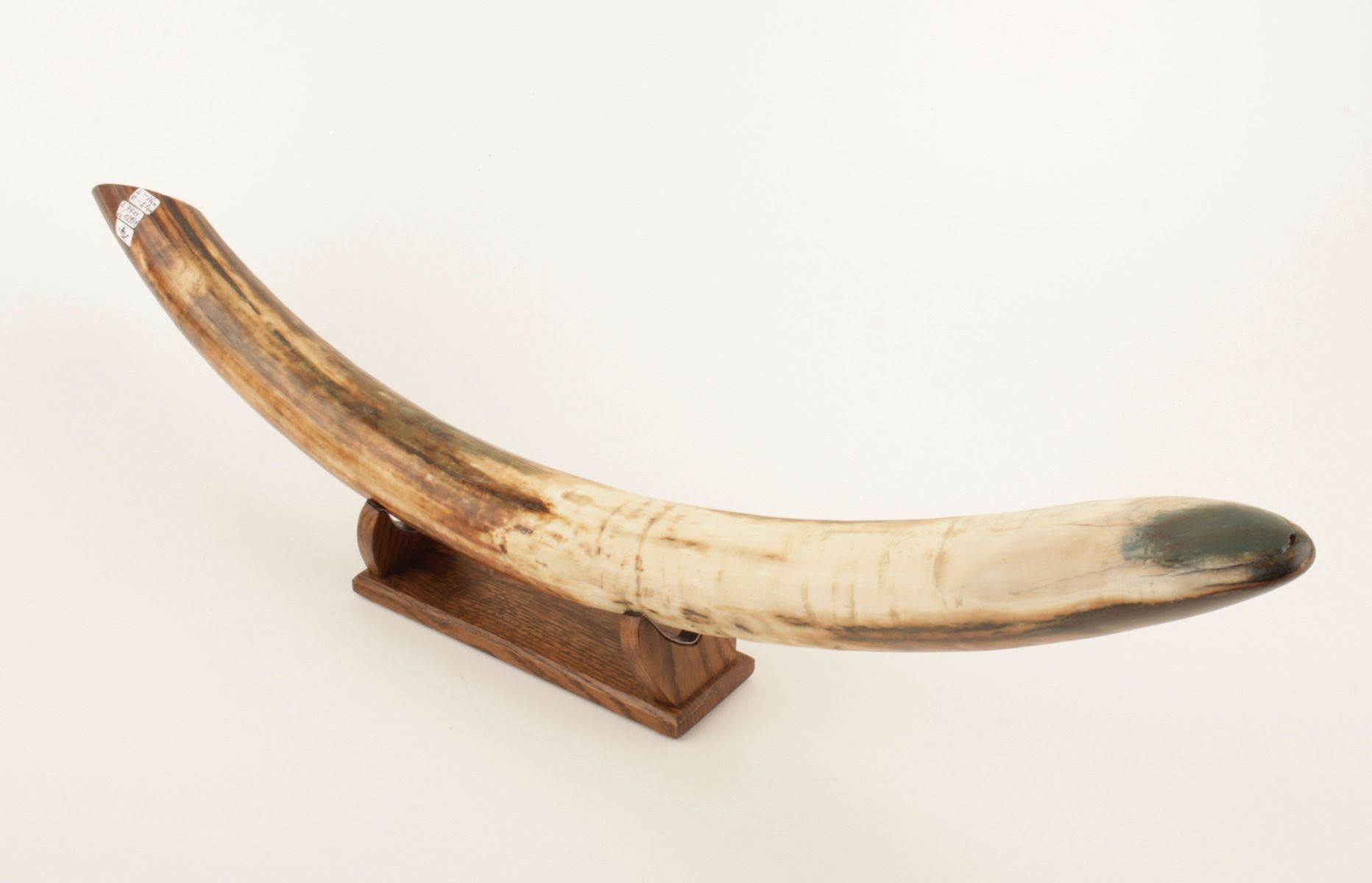 Restored mammoth tusk 
