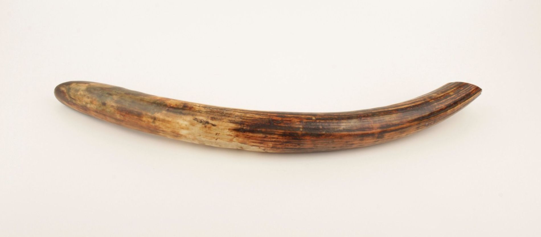 Restored mammoth tusk 