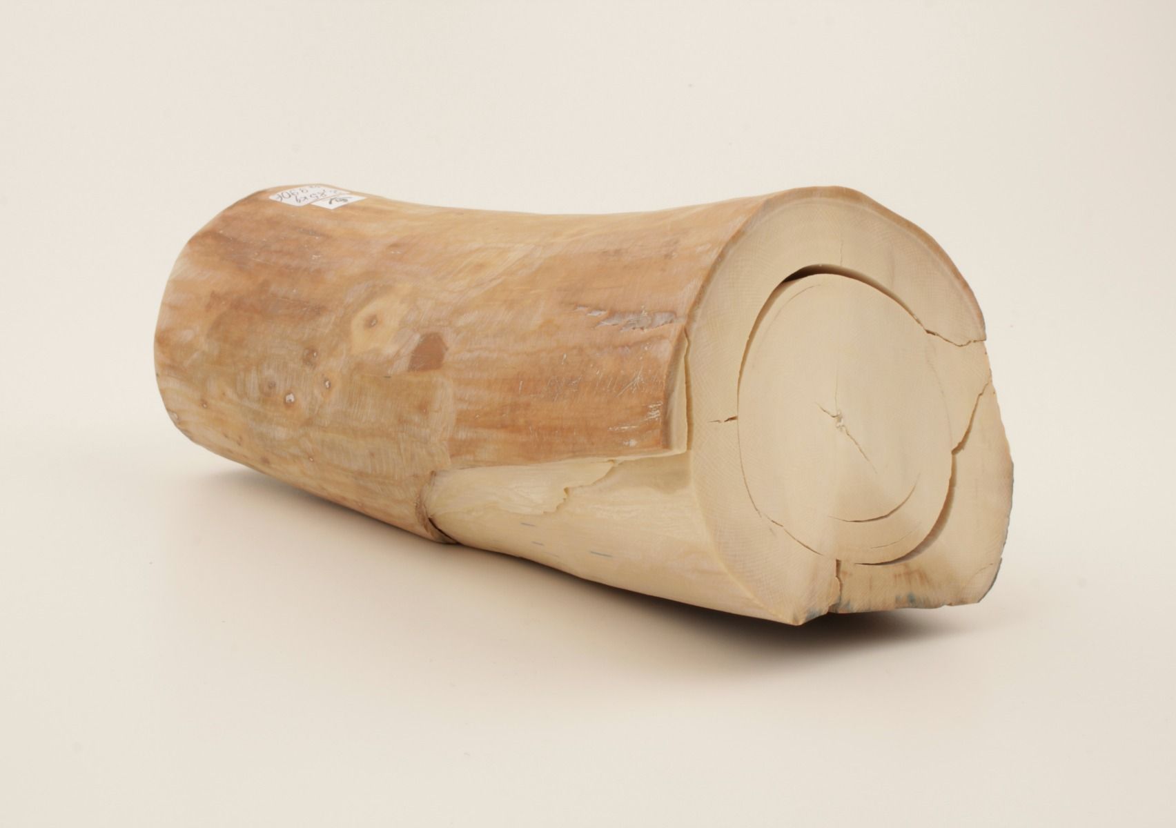 Round natural mammoth tusk piece