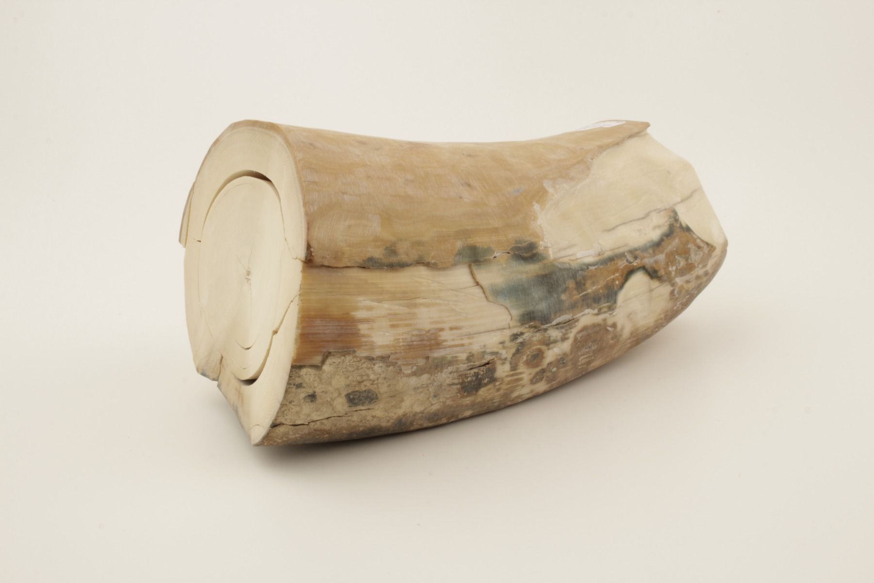 Round natural mammoth tusk piece