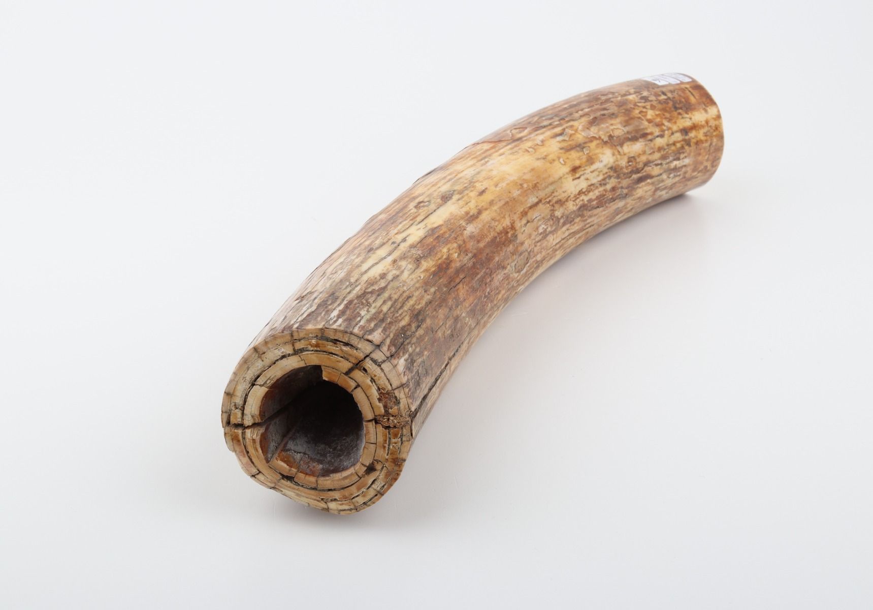 Round mammoth ivory piece