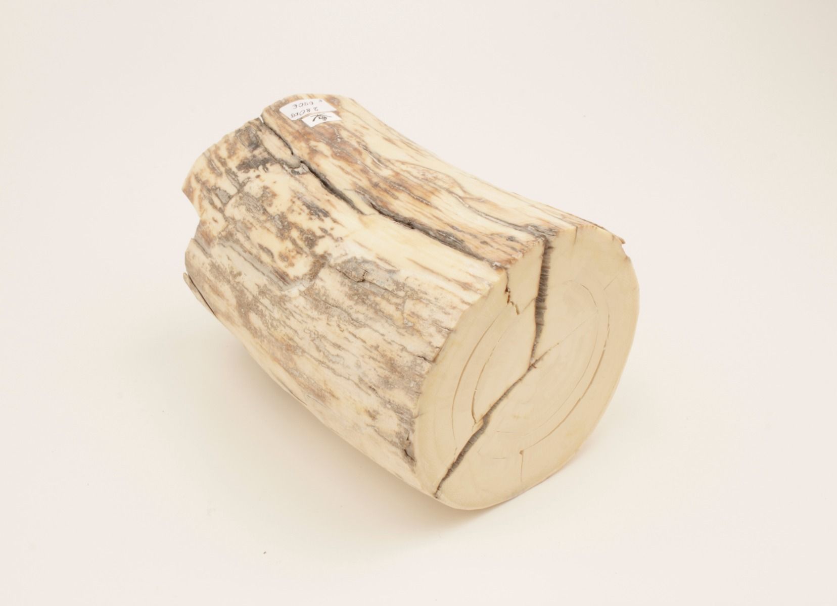 Round mammoth tusk piece