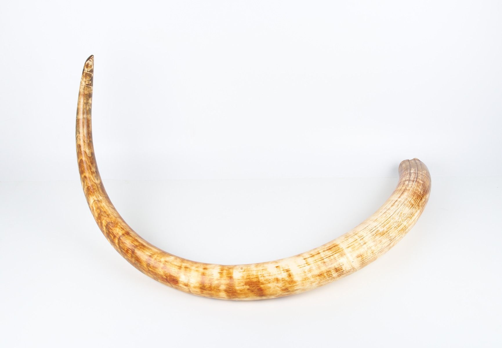 Natural woolly mammoth tusk