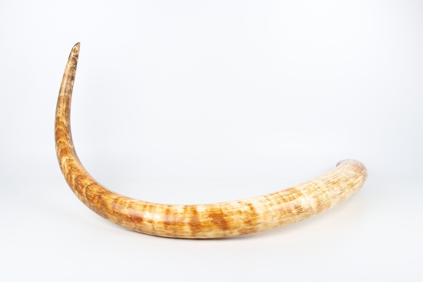 Natural woolly mammoth tusk